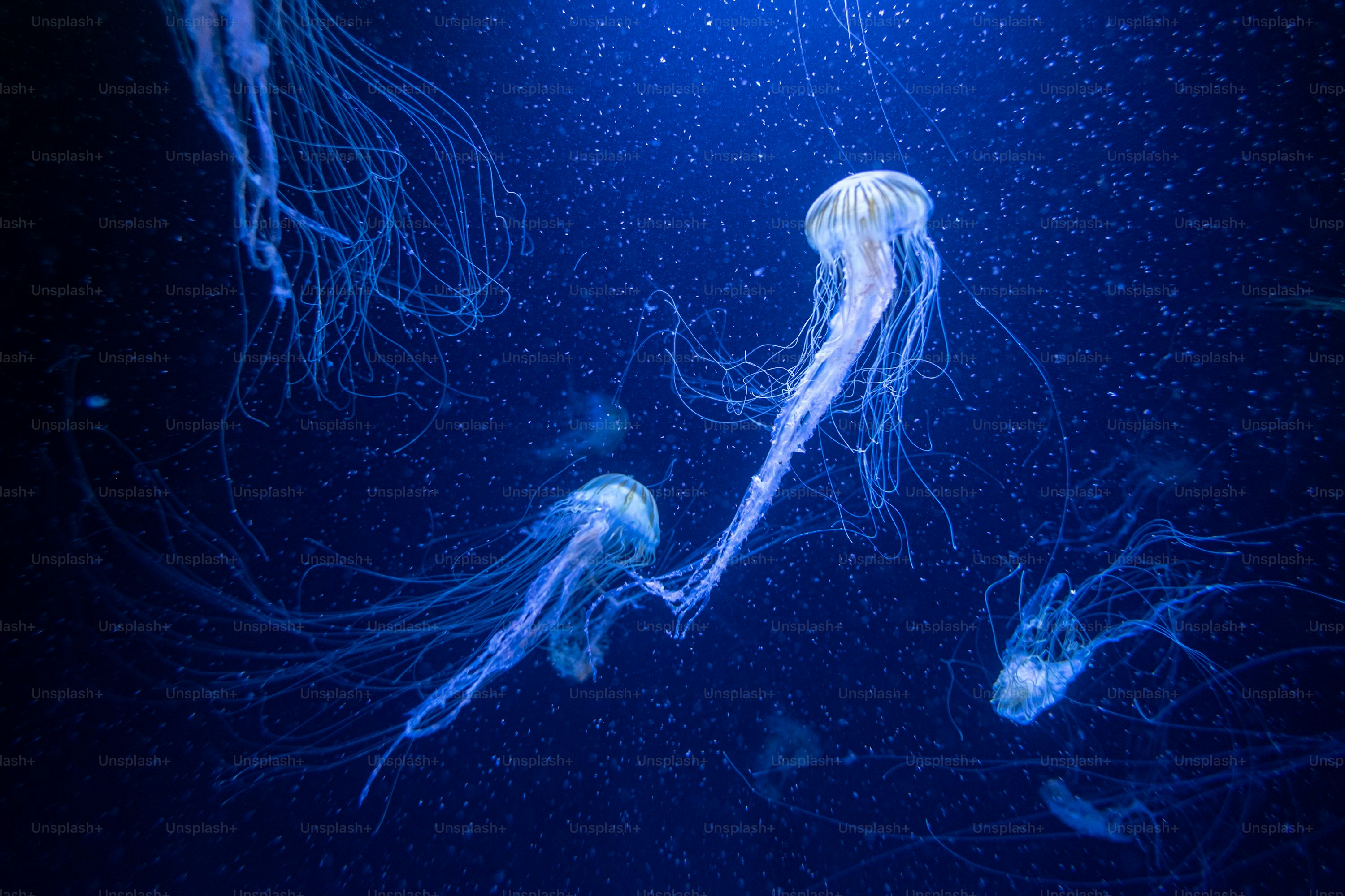 Jellyfish Background Picture,Free Image