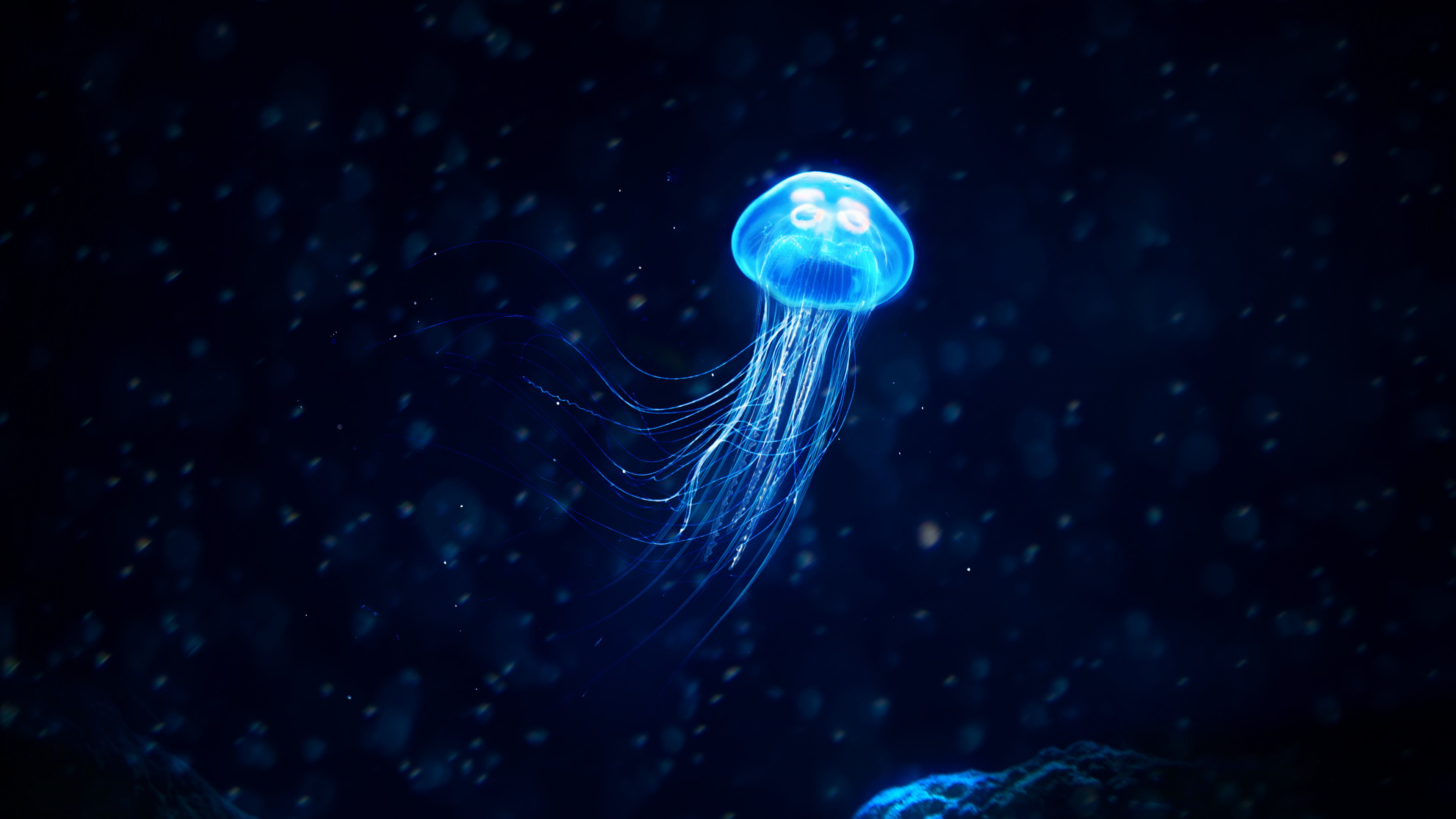 Jellyfish Wallpaper