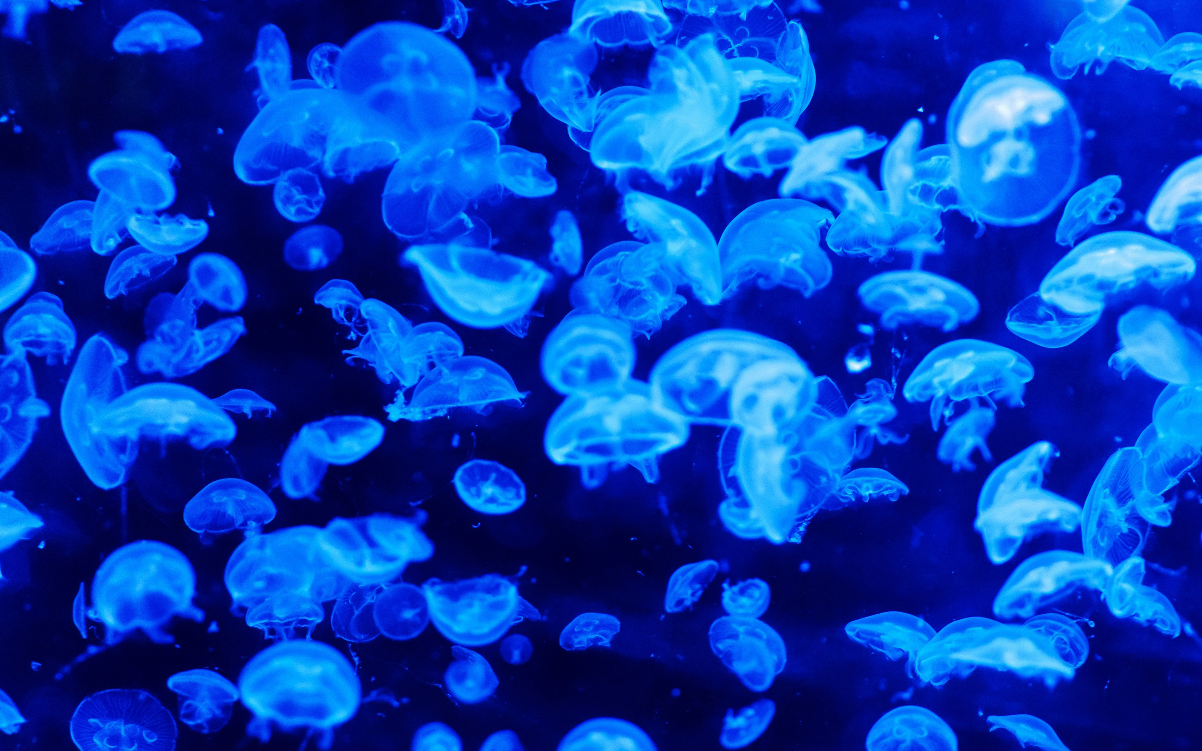 wallpaper for desktop, laptop. animal sea ocean blue jellyfish pattern