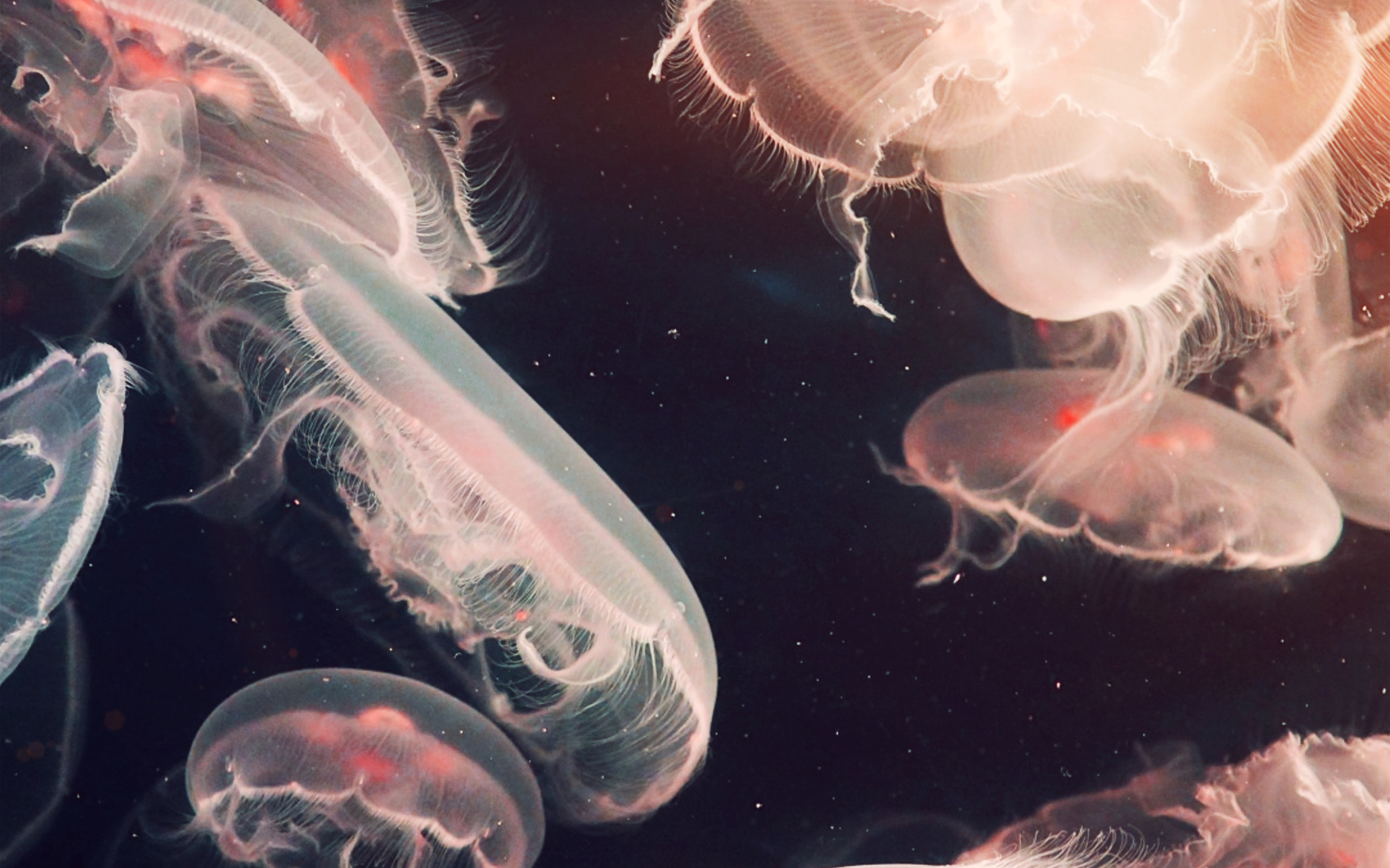 wallpaper for desktop, laptop. pacific jellyfish ocean sea animal nature flare