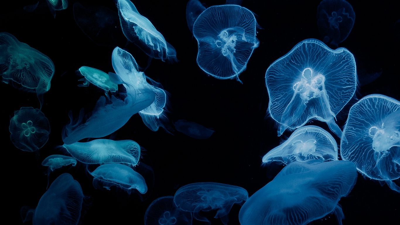 Download wallpaper 1366x768 jellyfish, glow, aquarium, aesthetics, black tablet, laptop HD background