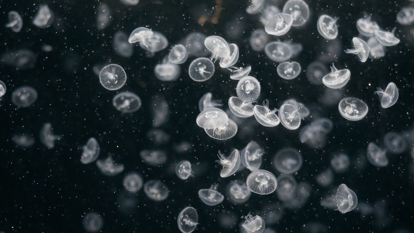 Download wallpaper 1366x768 jellyfish, underwater world, swim, ocean, aquarium tablet, laptop HD background