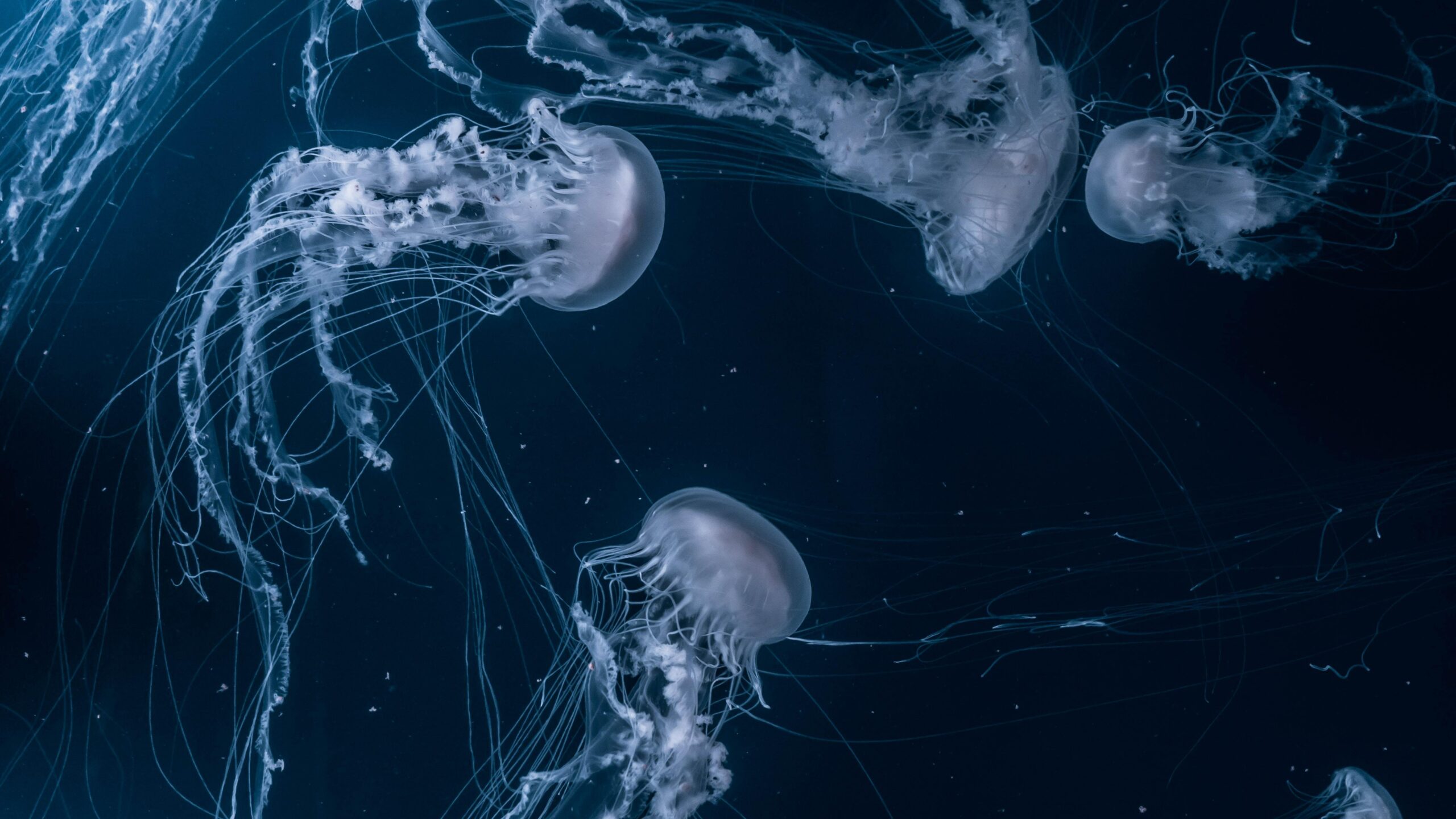 Best Jellyfish 4k Wallpaper [ Ultra 4k ]