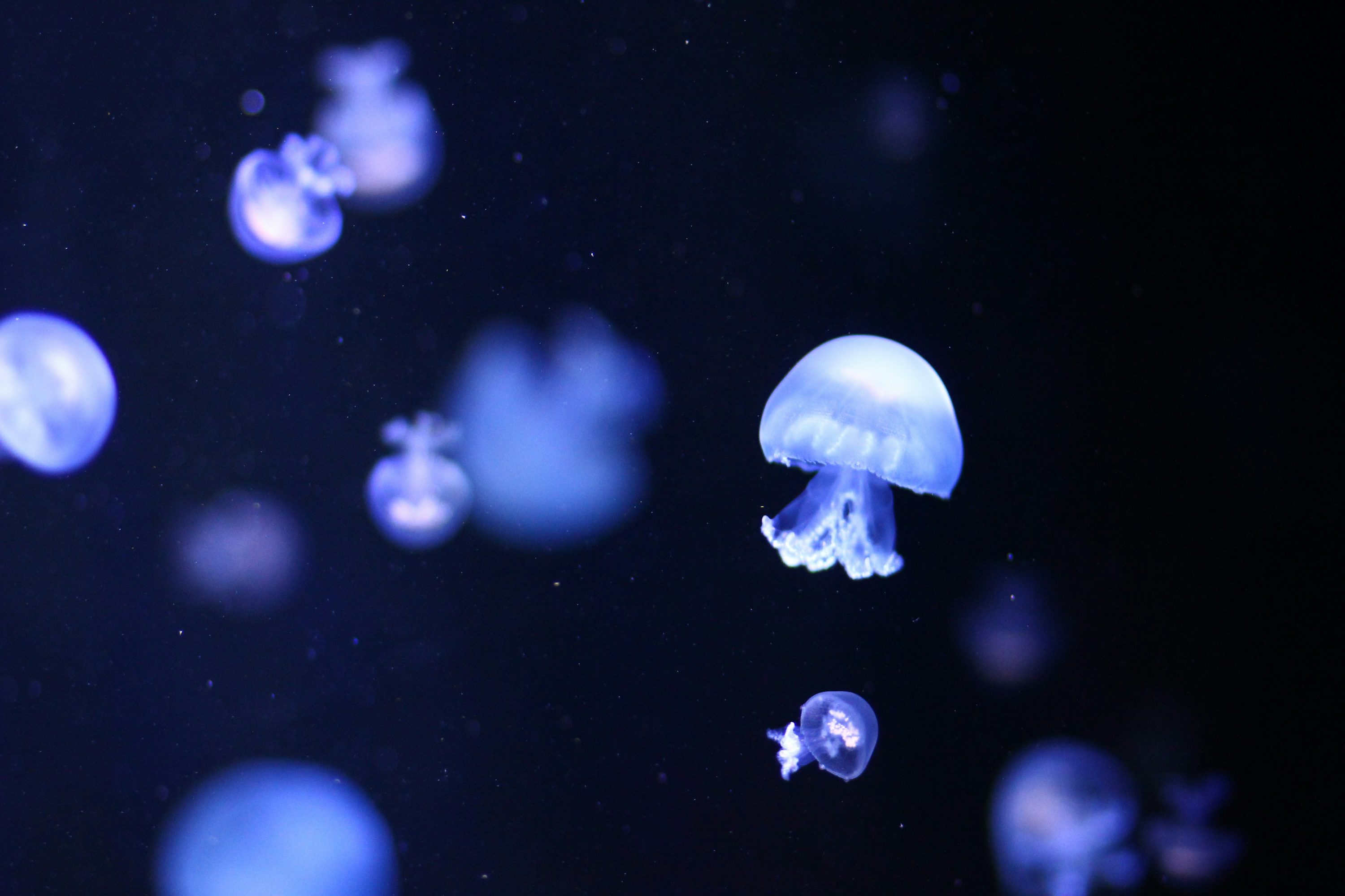 Jelly fish under the sea photo