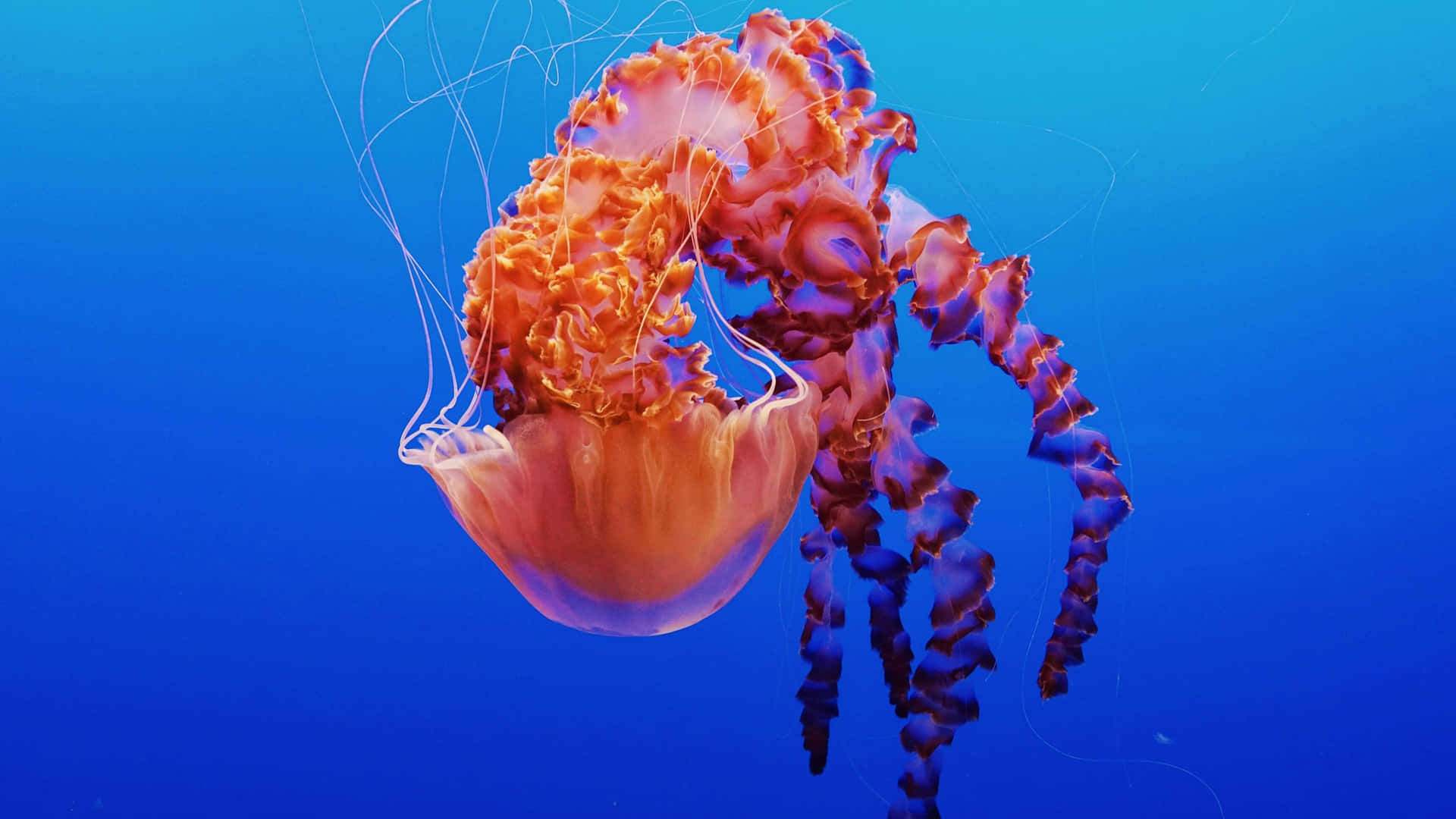 Download free Submerge In The World Of 4k Jellyfish Wallpaper