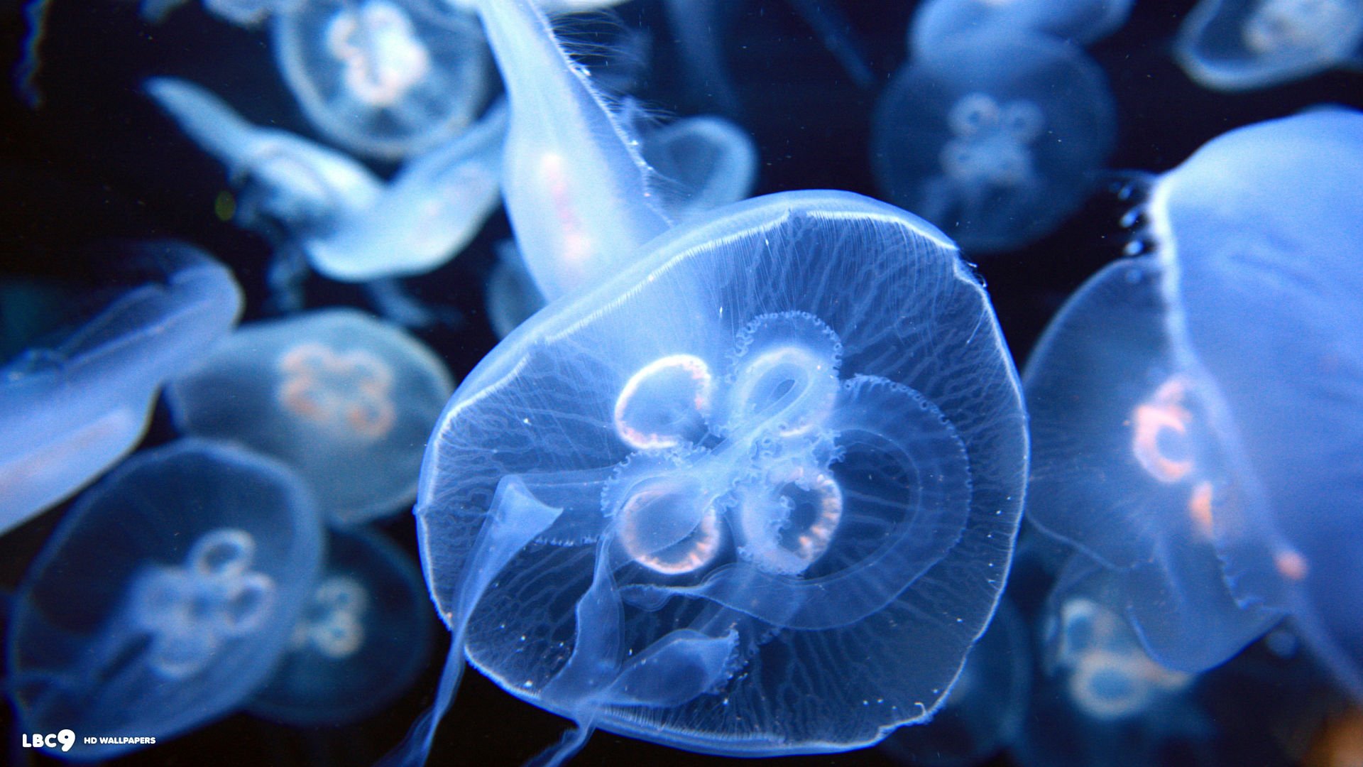 Download Animal Jellyfish HD Wallpaper