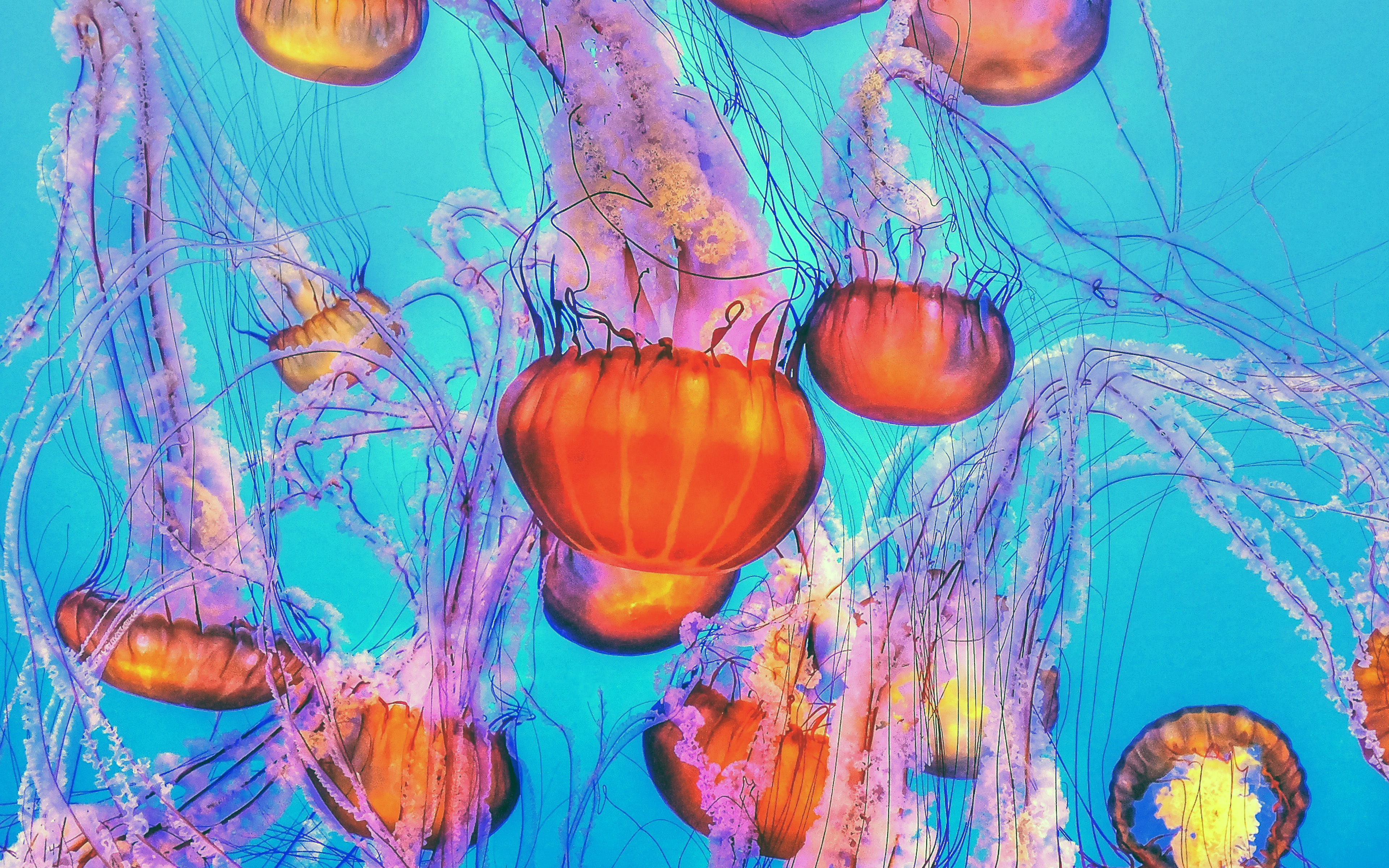 wallpaper for desktop, laptop. jellyfish water ocean orange blue