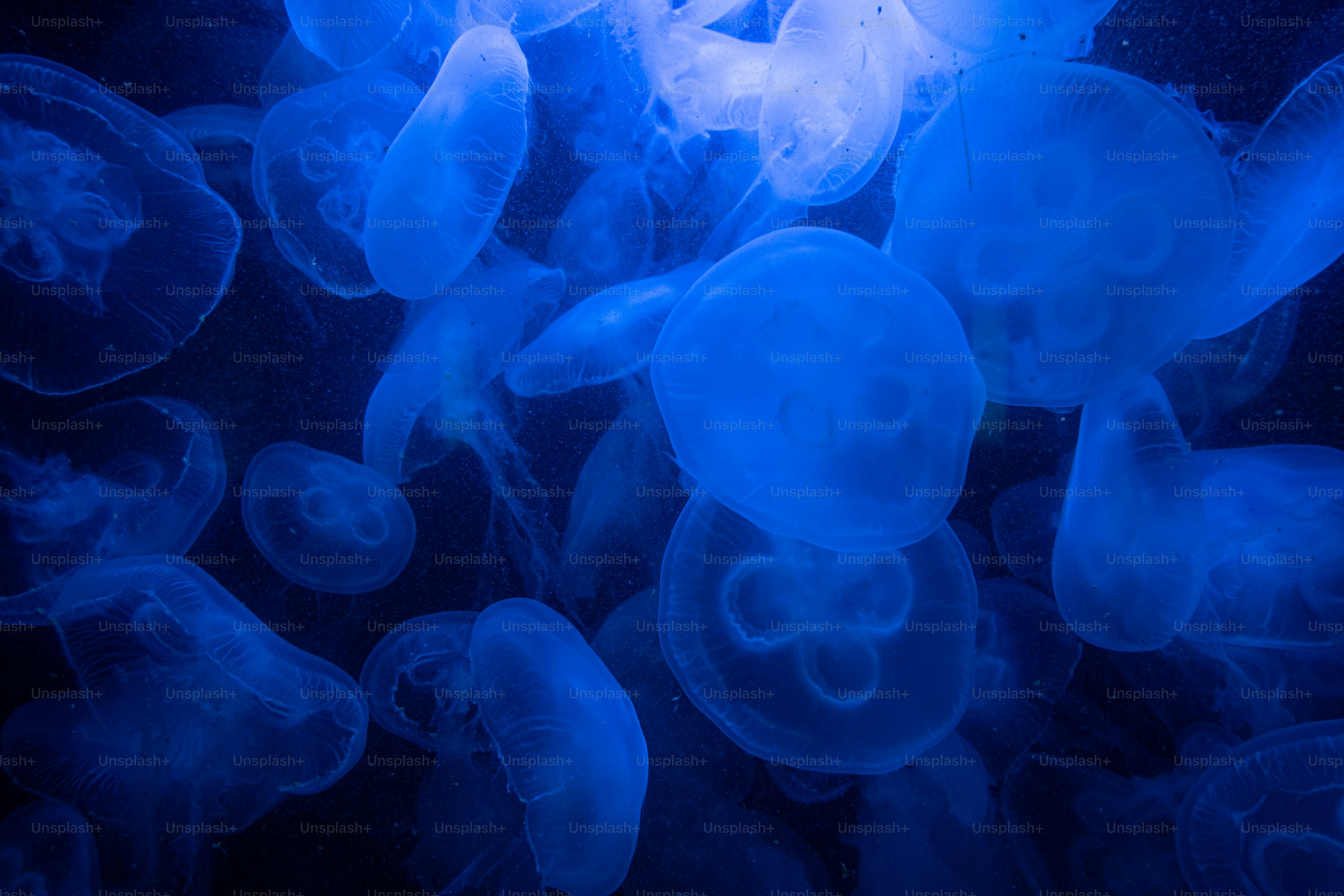 Jellyfish Picture [HD]. Download Free Image