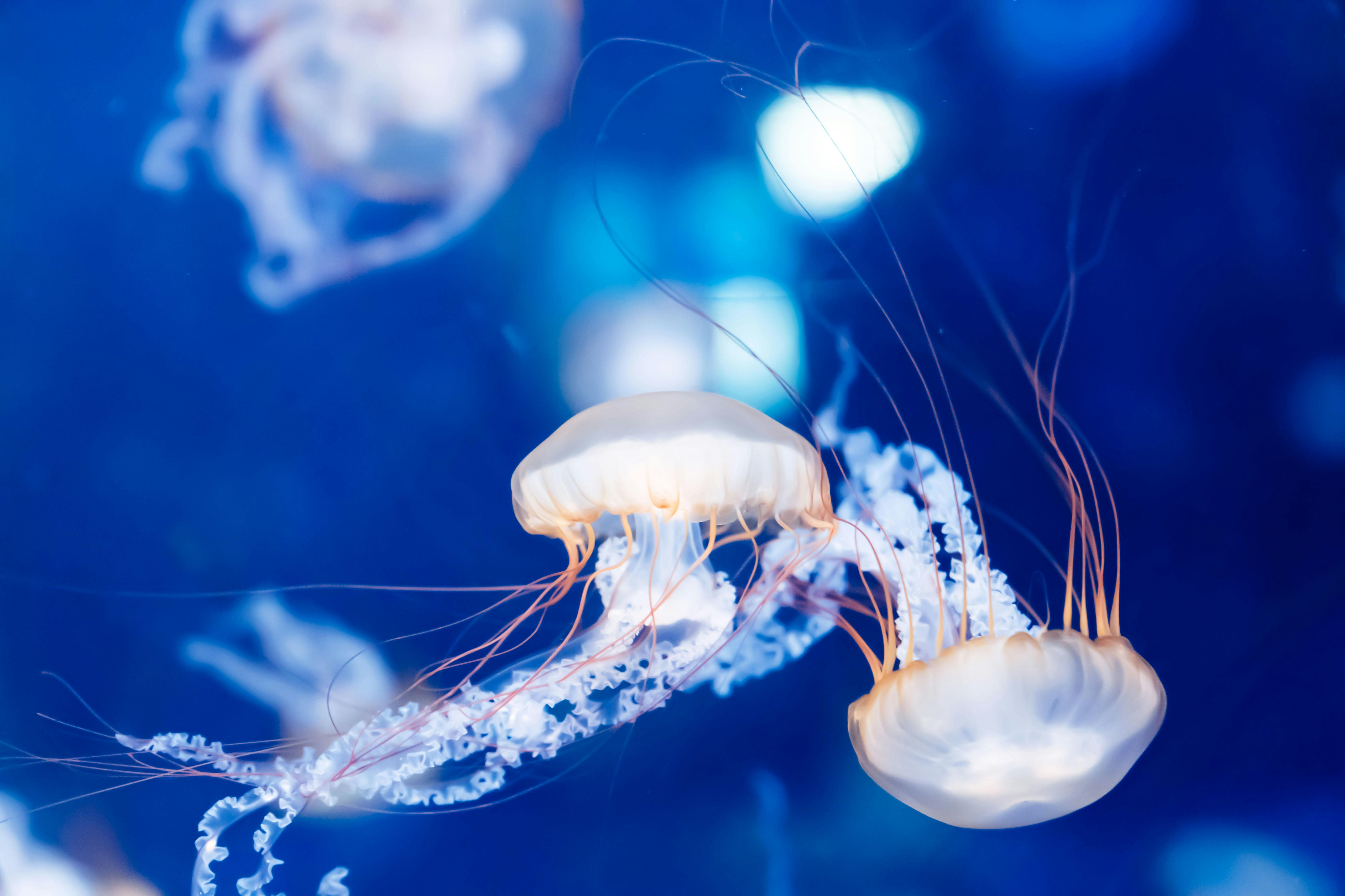 Blue Jellyfish in Water · Free