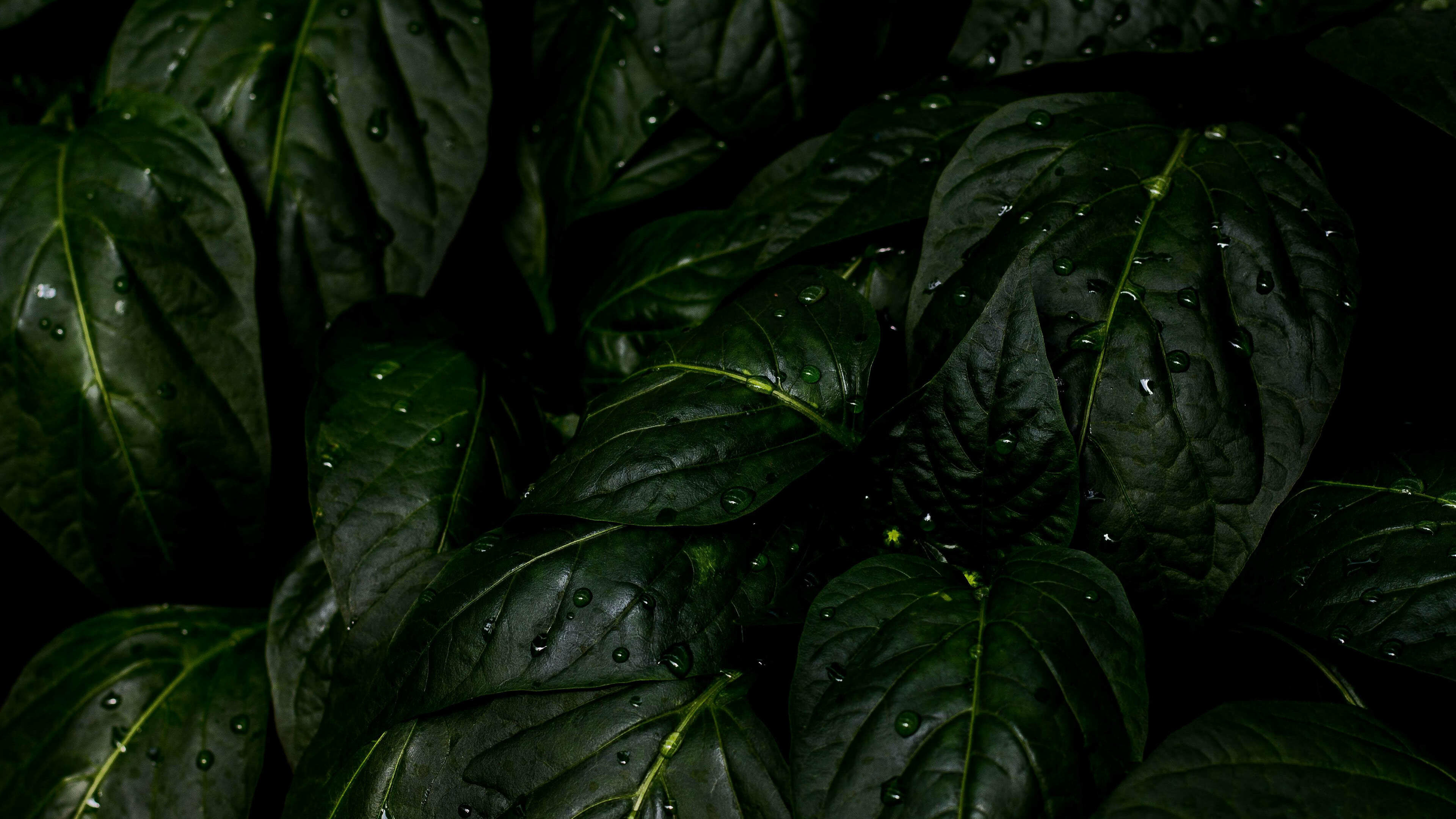 Leaf Wallpaper