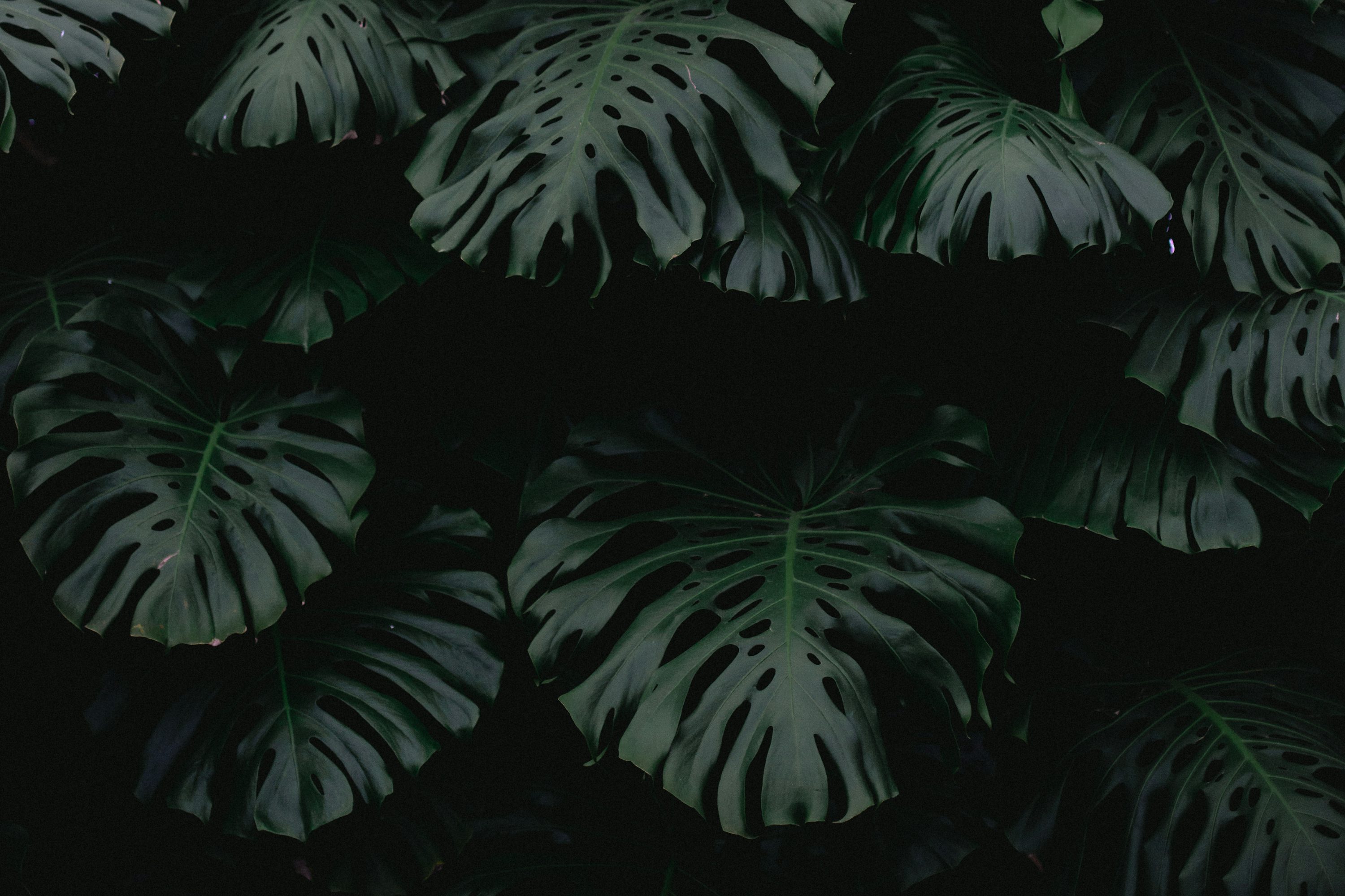 Dark Leaf Picture. Download Free Image