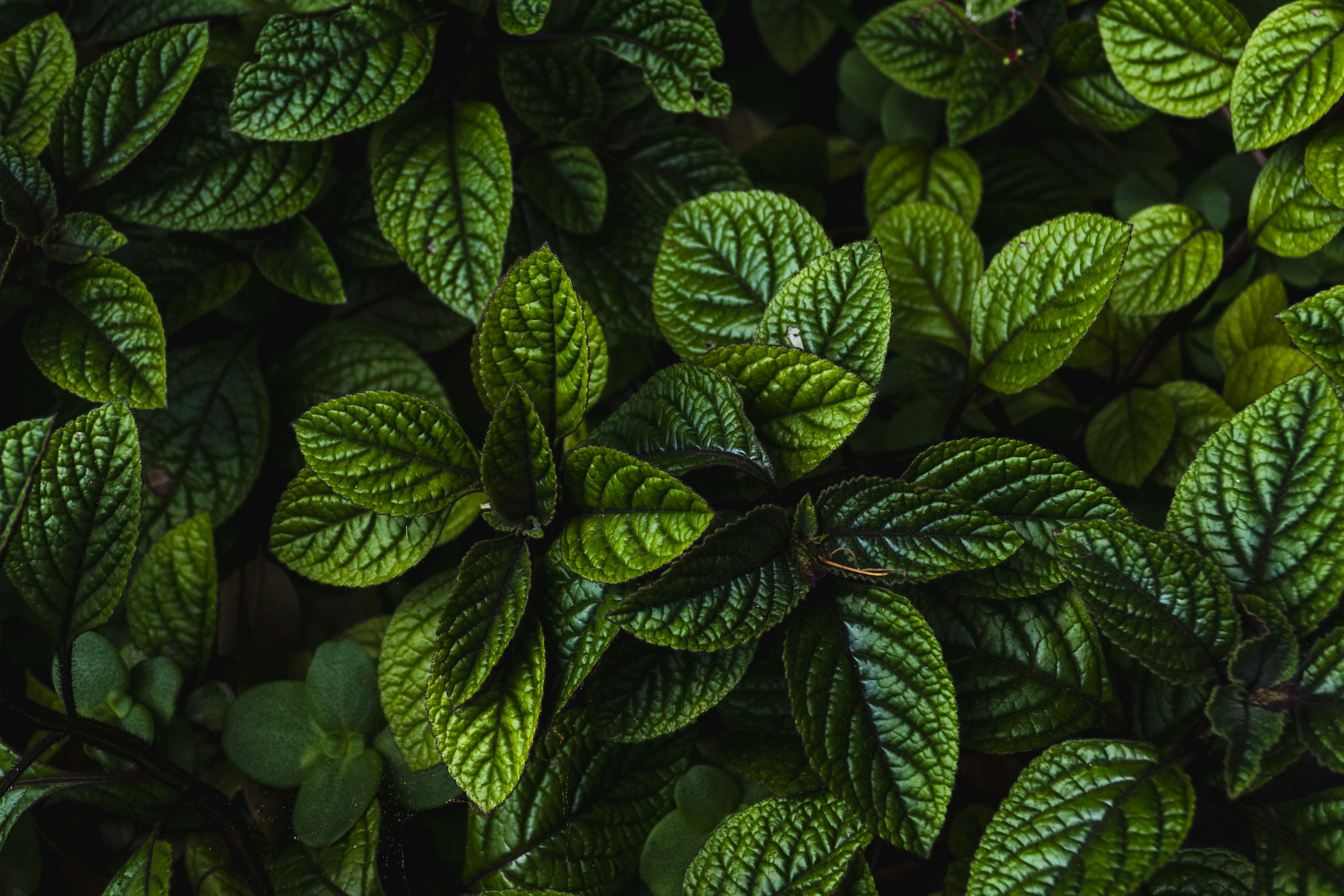 Dark Green Leaf Picture. Download Free Image