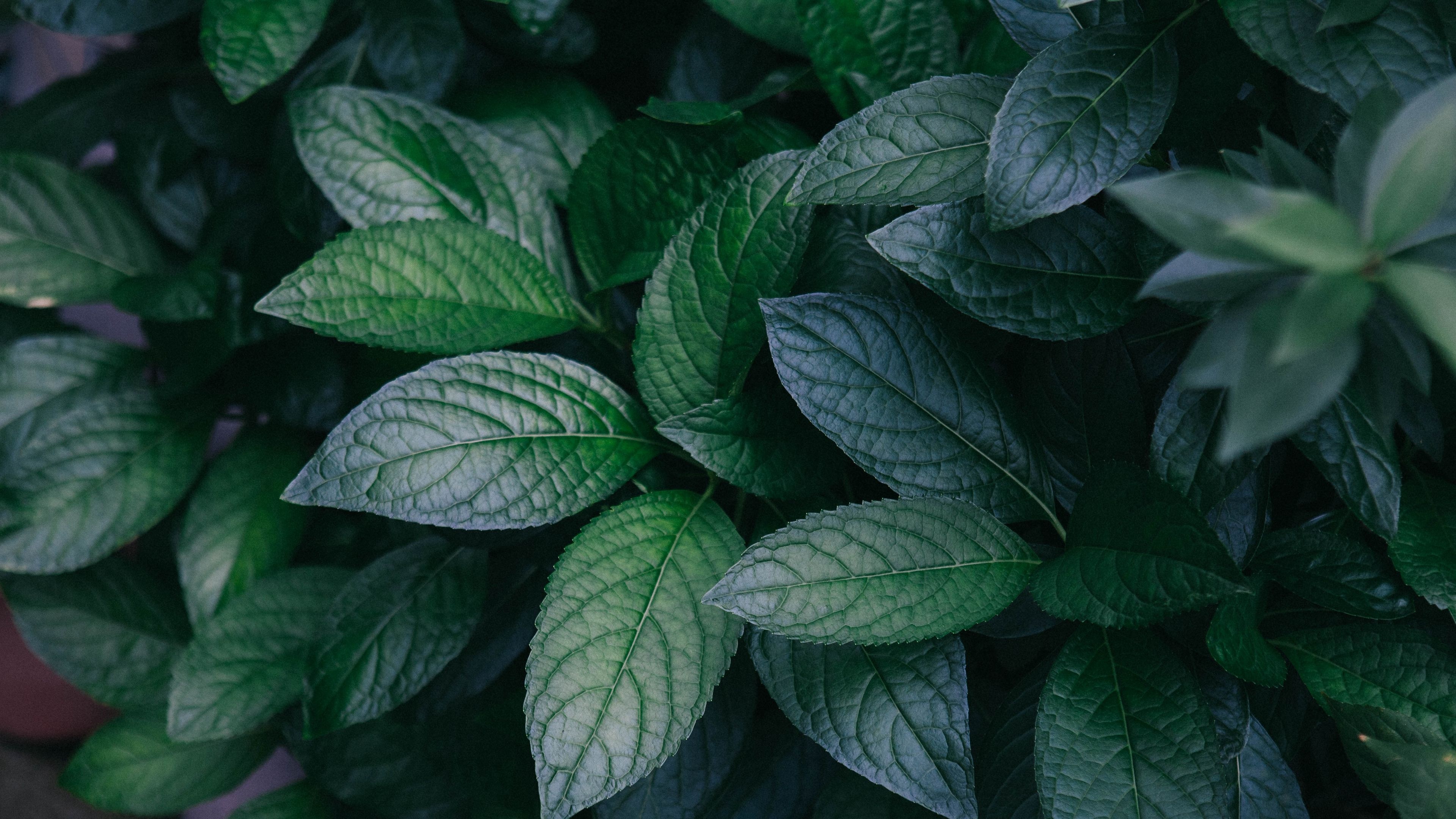 Green Leaf Wallpaper