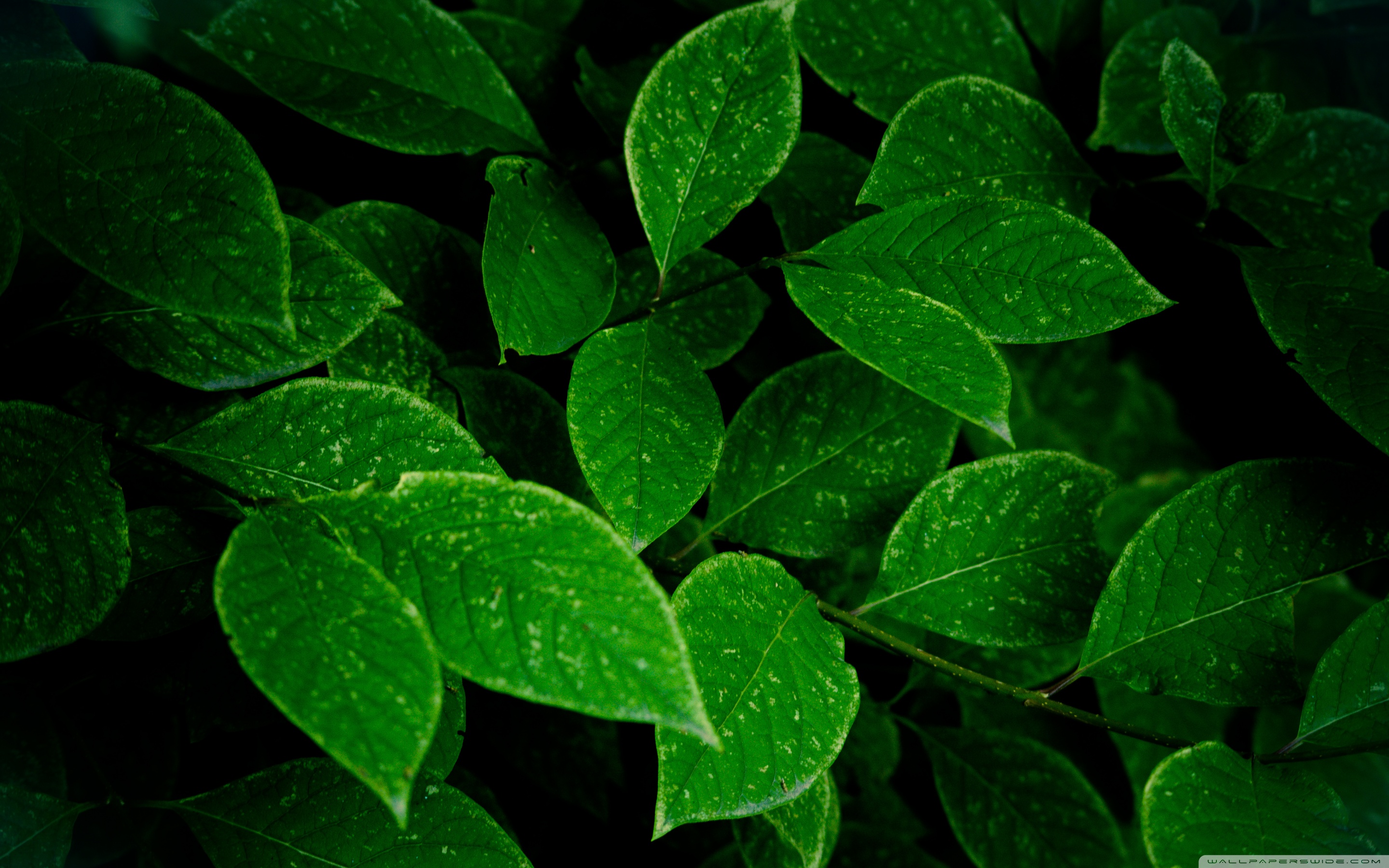Green Leaves 4K UHD Wallpaper for UltraHD Desktop and TV, Widescreen and UltraWide Display, Dual Monitor, Smartphone and Tablet Devices