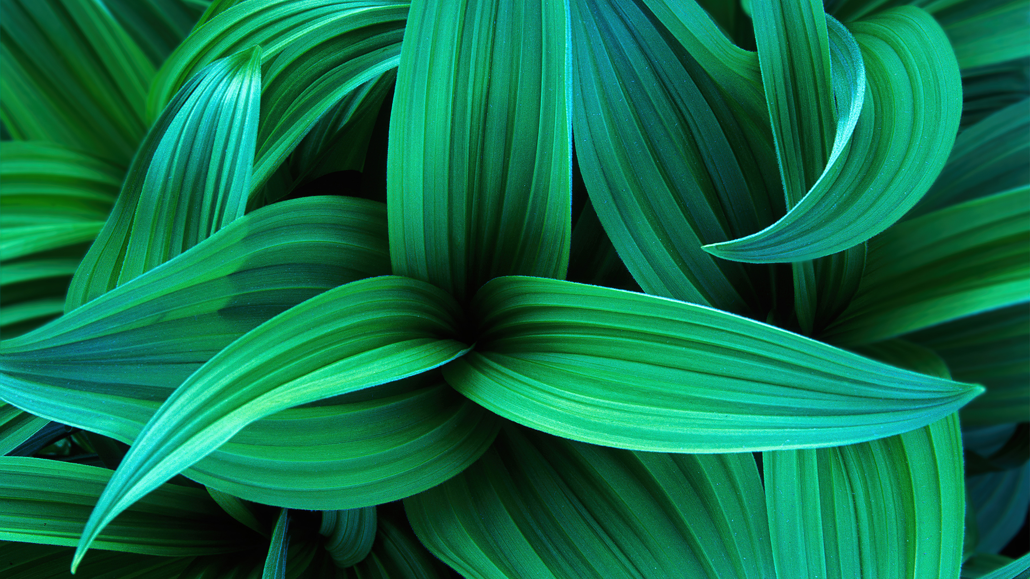 Free HD Green Leaves Wallpaper