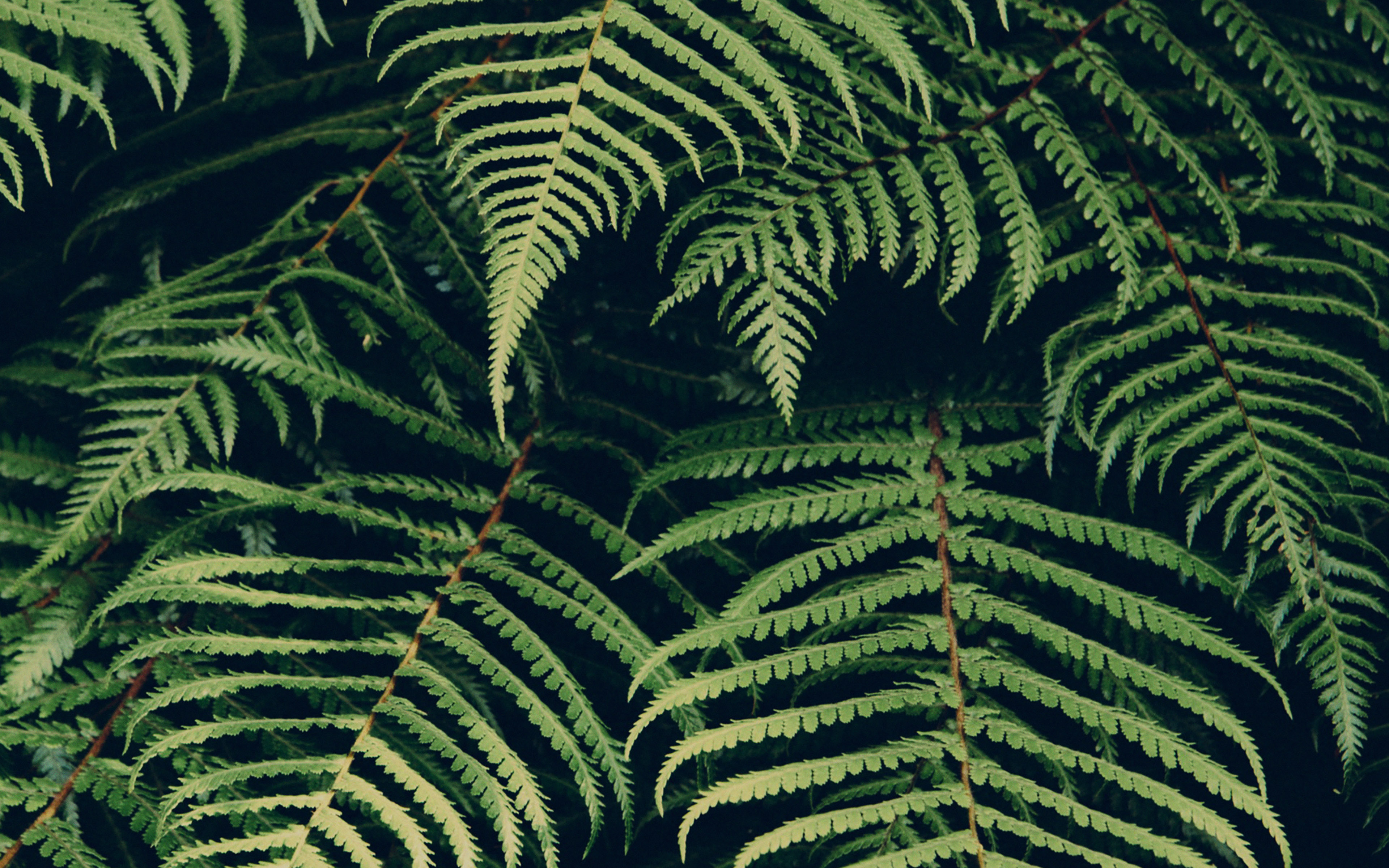 wallpaper for desktop, laptop. leaf green dark nature jan erik waider