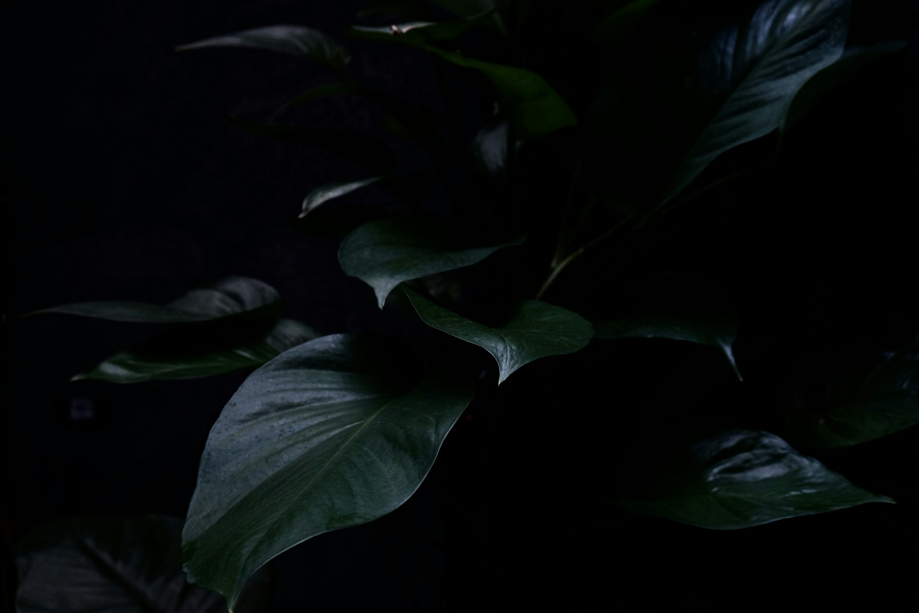 Dark Green Leaf Picture. Download Free Image