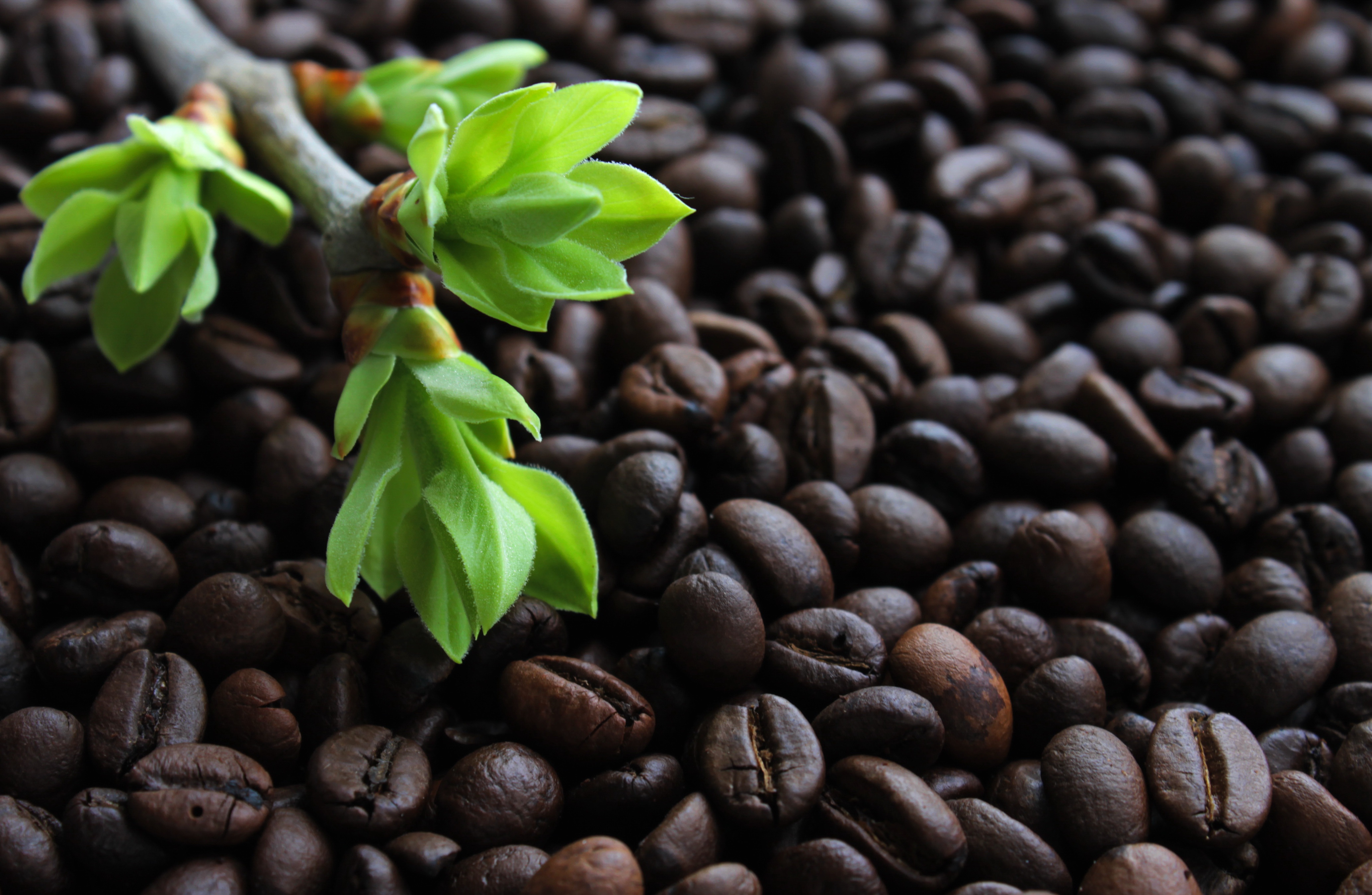 Download Coffee Beans Food Coffee 4k Ultra HD Wallpaper