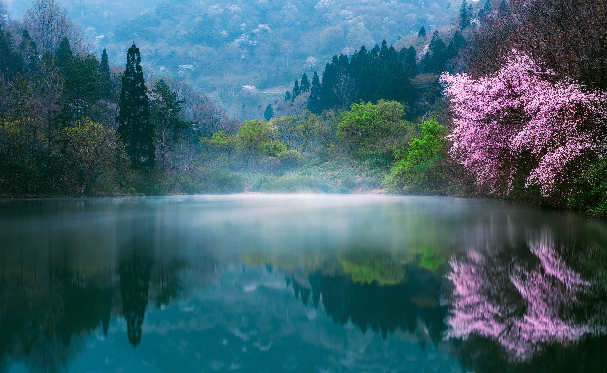 Download Forest Blossom Tree Fog Spring Lake Nature Reflection HD Wallpaper