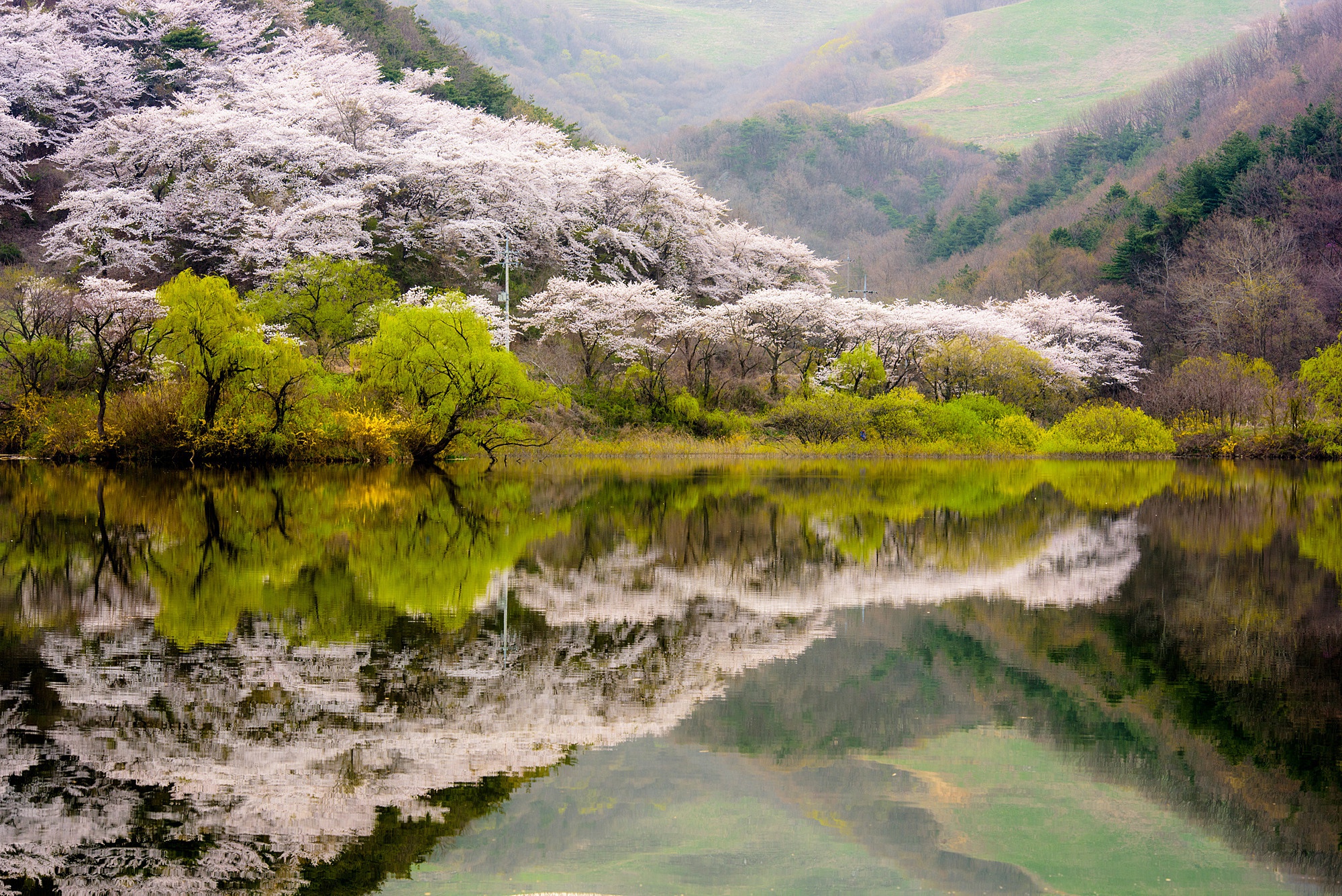 Wallpaper forest, water, trees, mountains, lake, reflection, spring, flowering for mobile and desktop, section пейзажи, resolution 2000x1335
