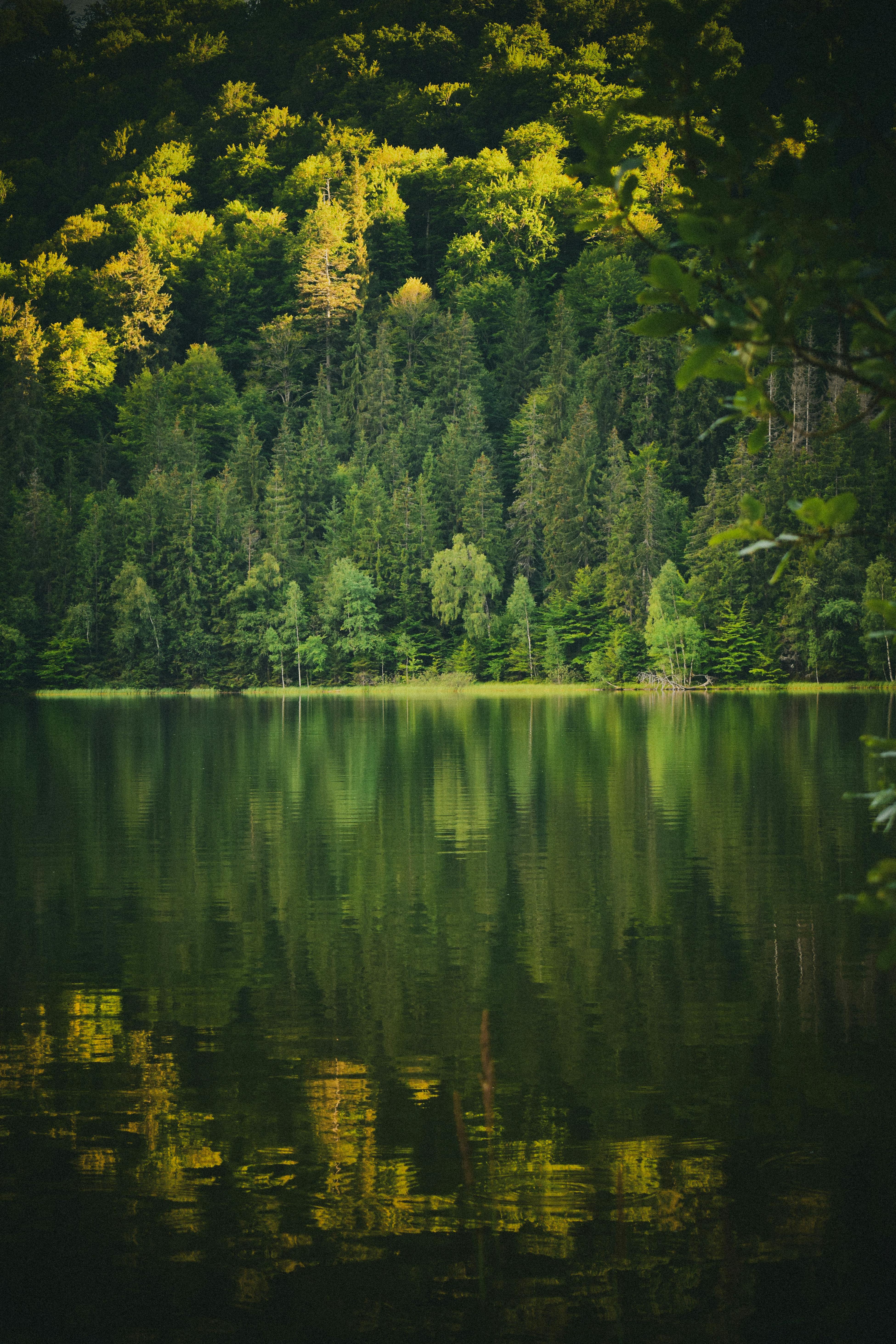 Green, Deep Forest and Lake · Free