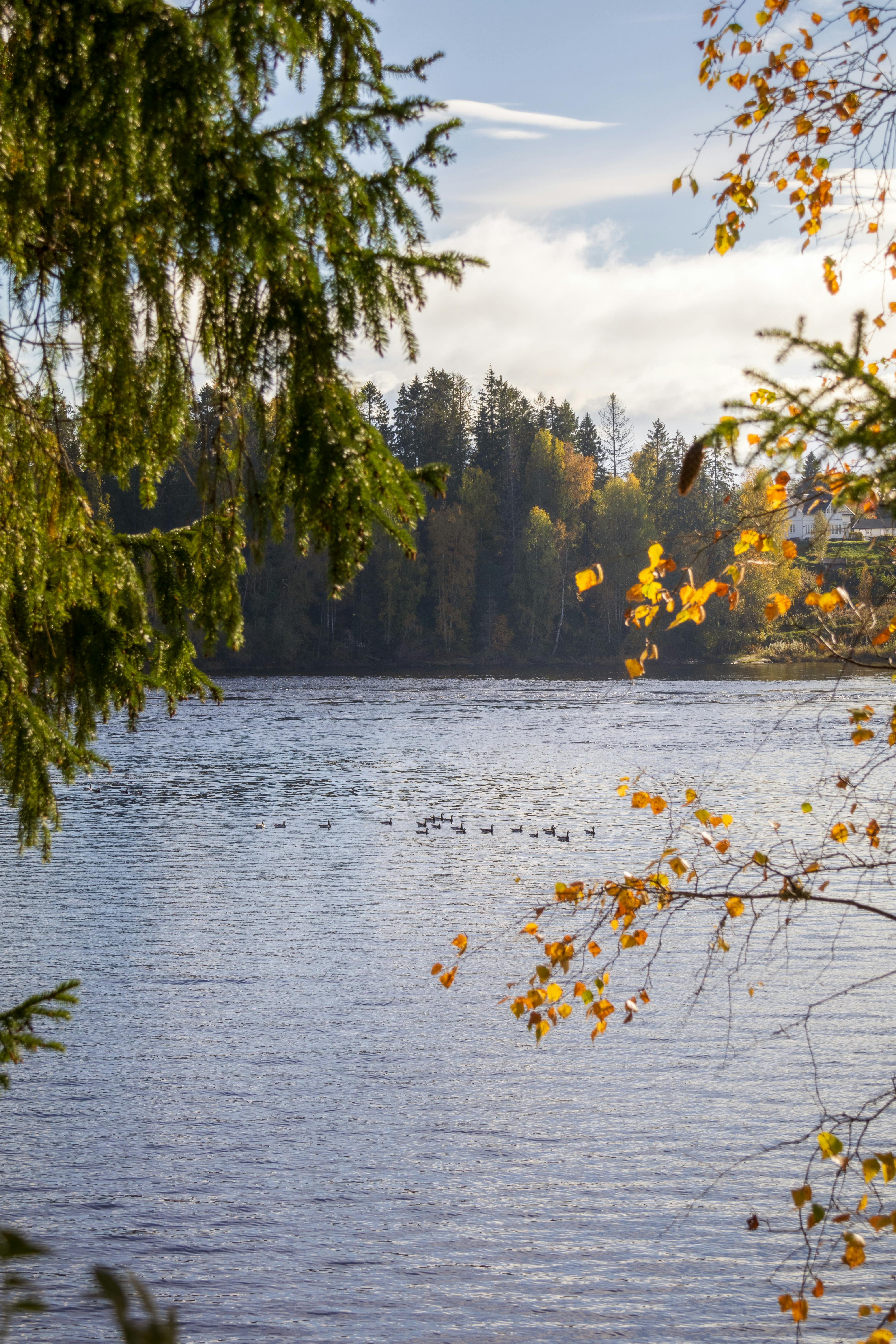 Serene Autumn Lake with Forest Backdrop · Free