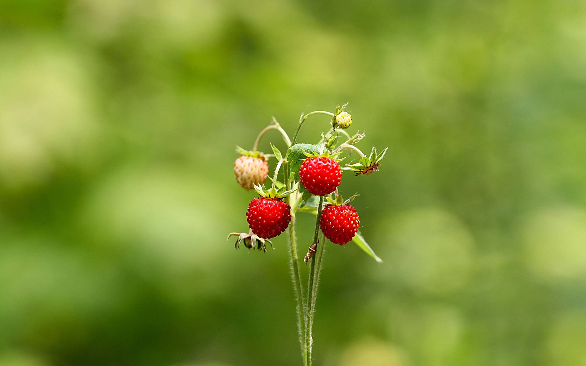 Summer Strawberries Green Wallpaper