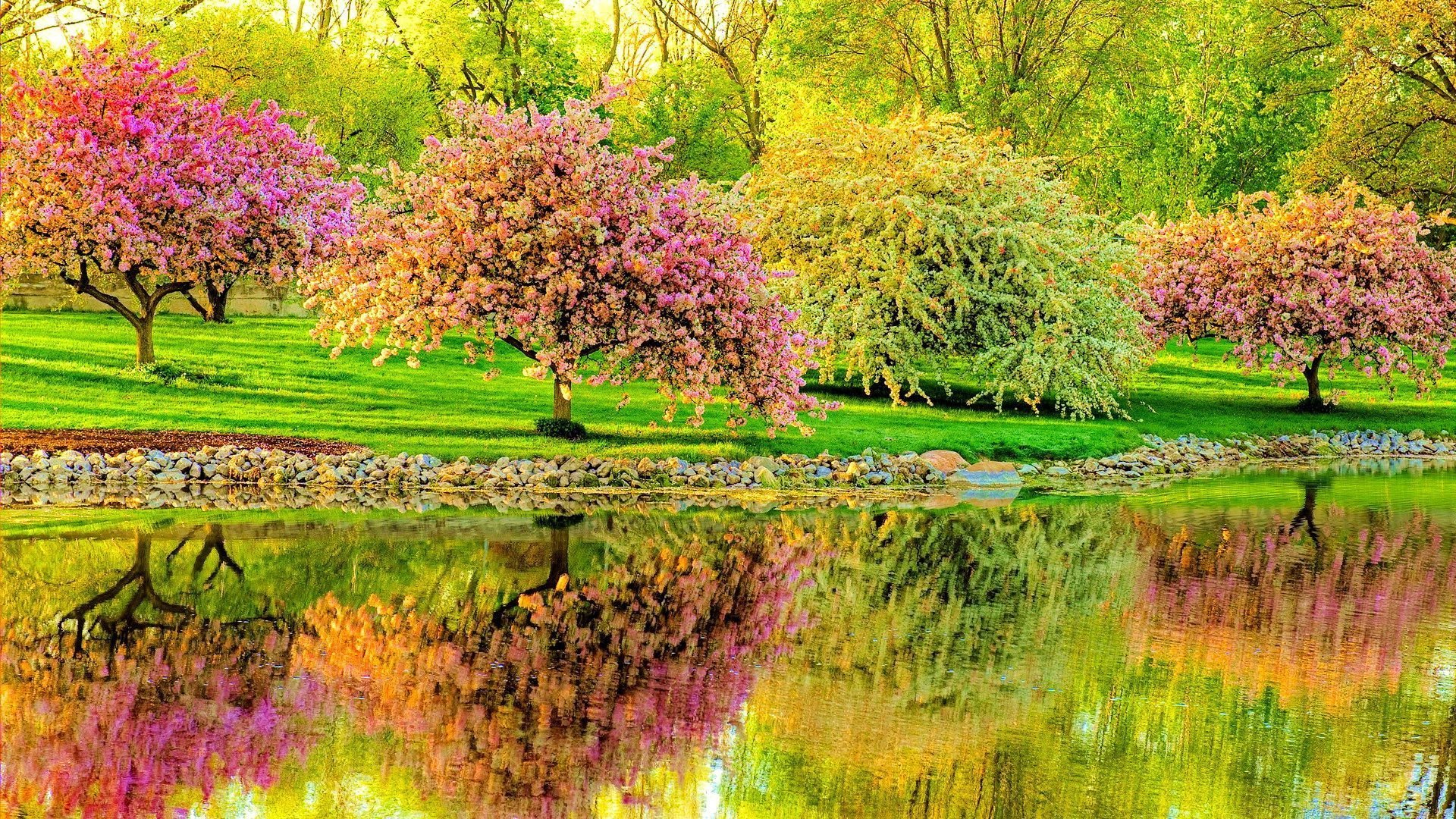 Download Reflection Pond Tree Blossom Spring Photography Park HD Wallpaper