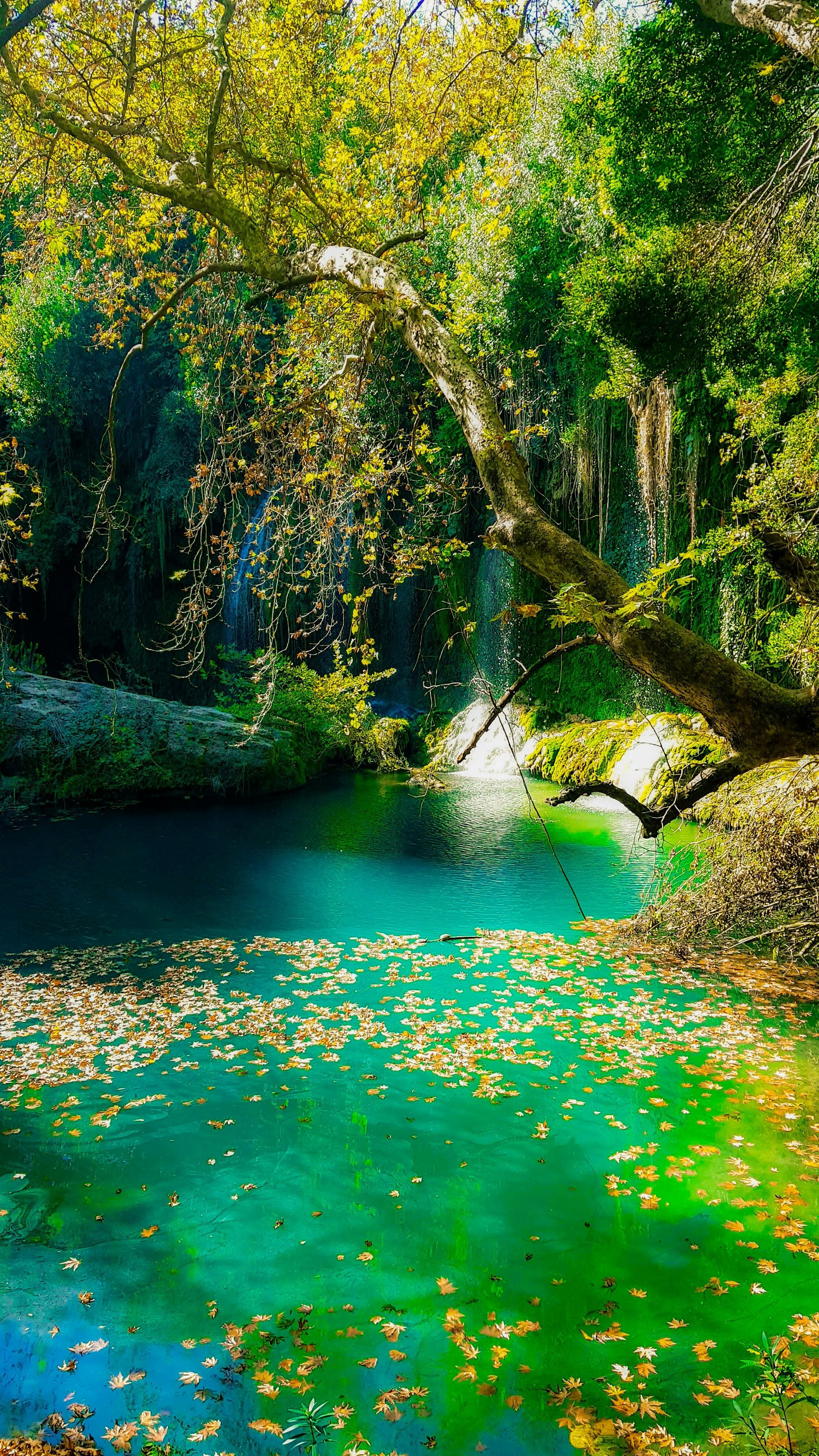 Green Body of Water in the Forest · Free