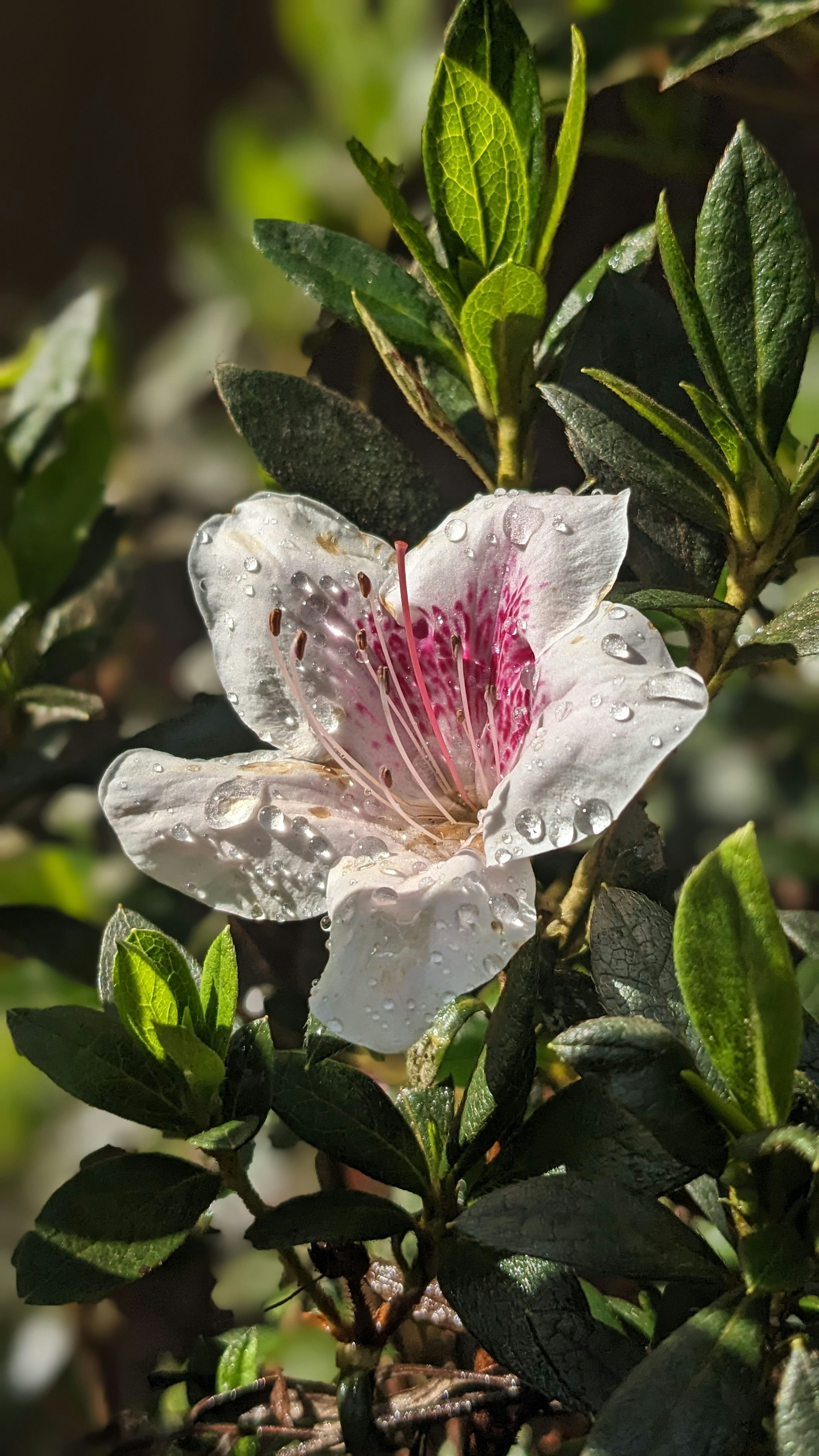 Fresh Flower Picture. Download Free Image