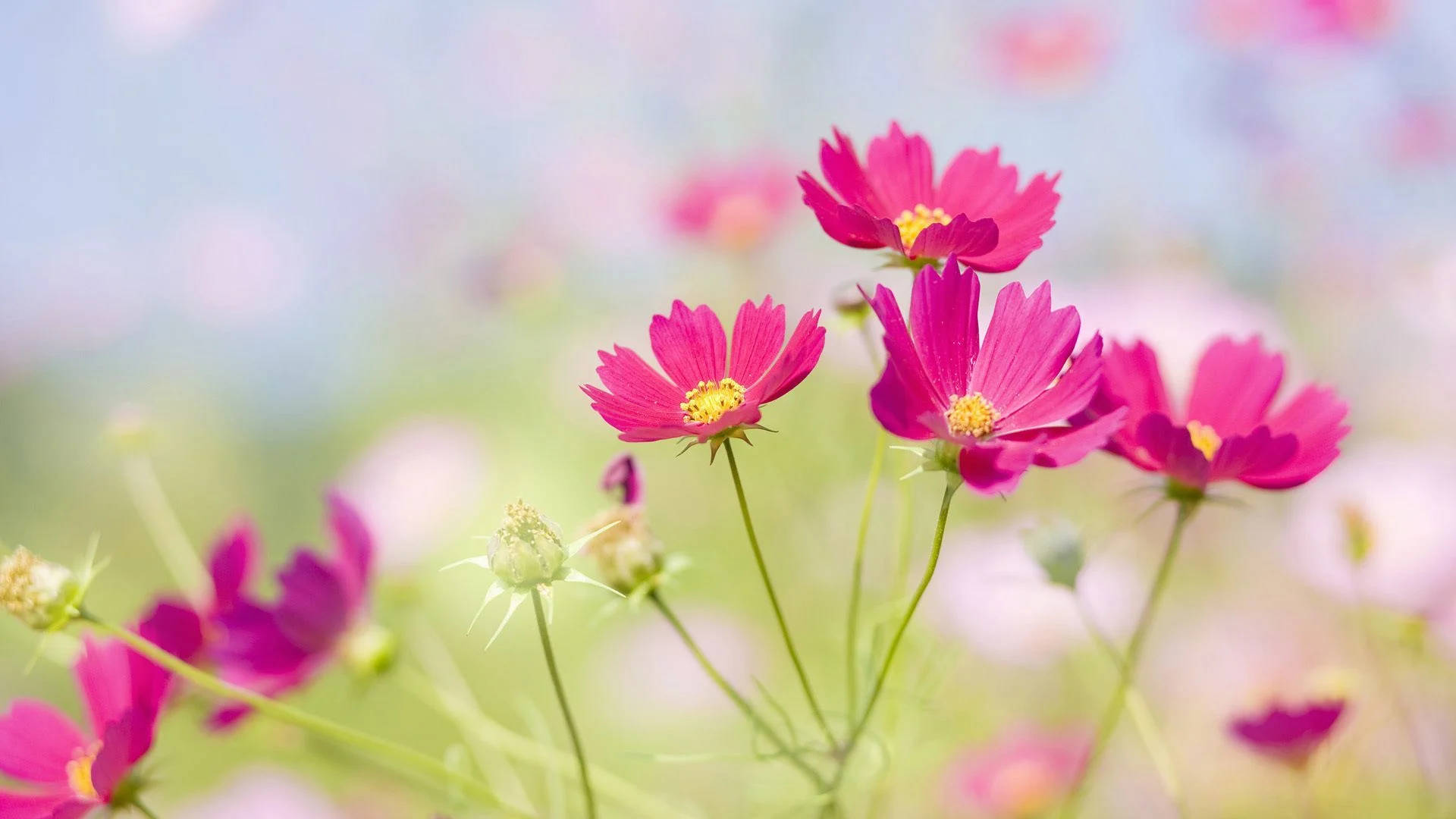 Download Real Floral Pink Cosmos Wallpaper