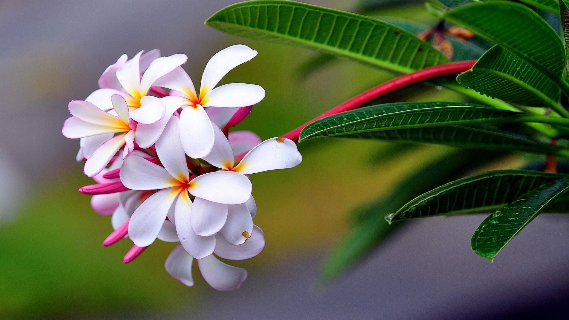 Download Real Floral Frangipani Wallpaper