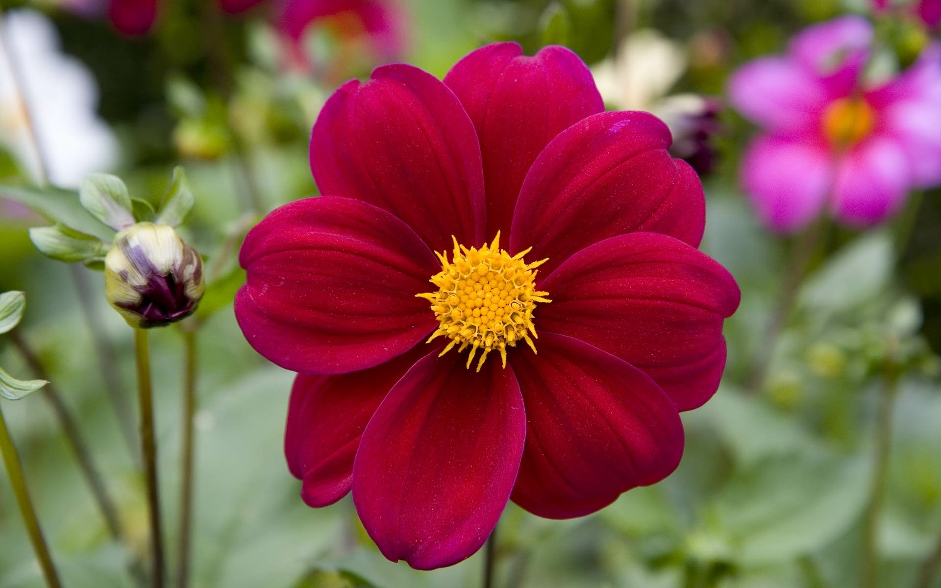 Download Bud Close Up Red Maroon Flower Nature Dahlia HD Wallpaper