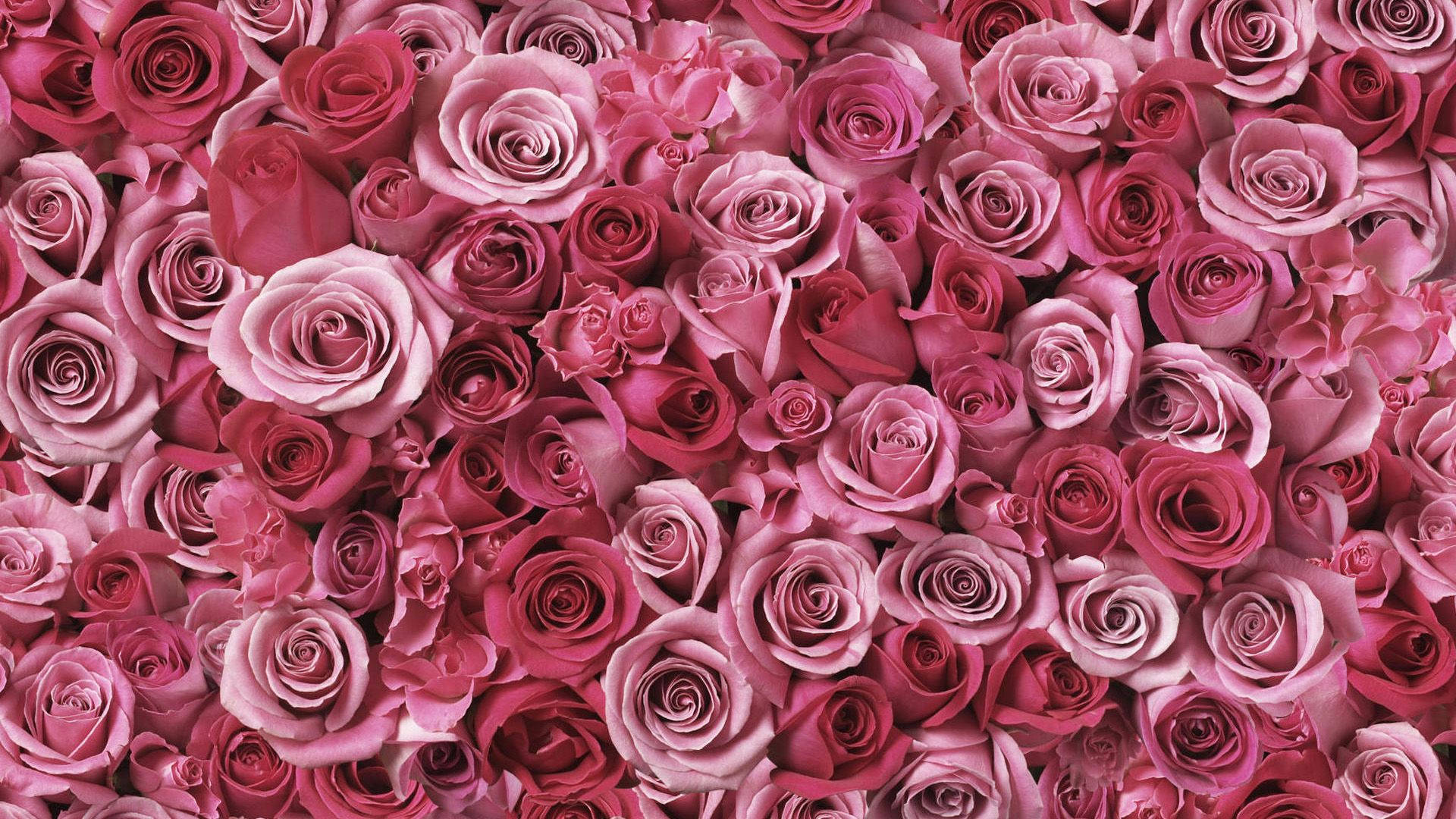 Download Real Floral Pink Roses Wallpaper