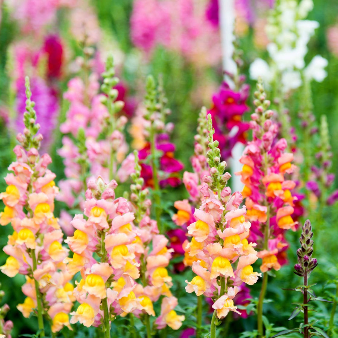 The 40 Most Beautiful Flowers in the World to Grow in Your Garden