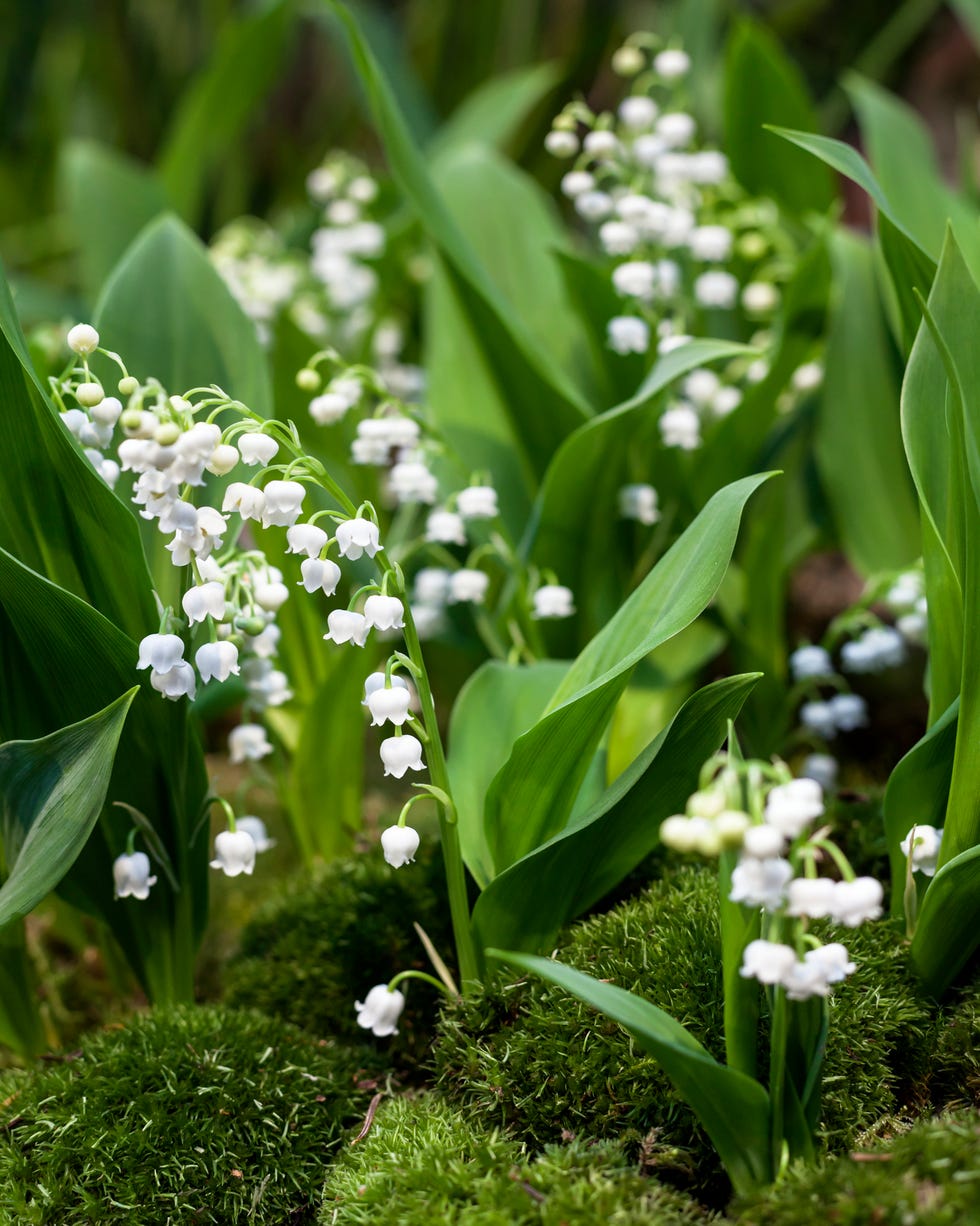 The 40 Most Beautiful Flowers in the World to Grow in Your Garden