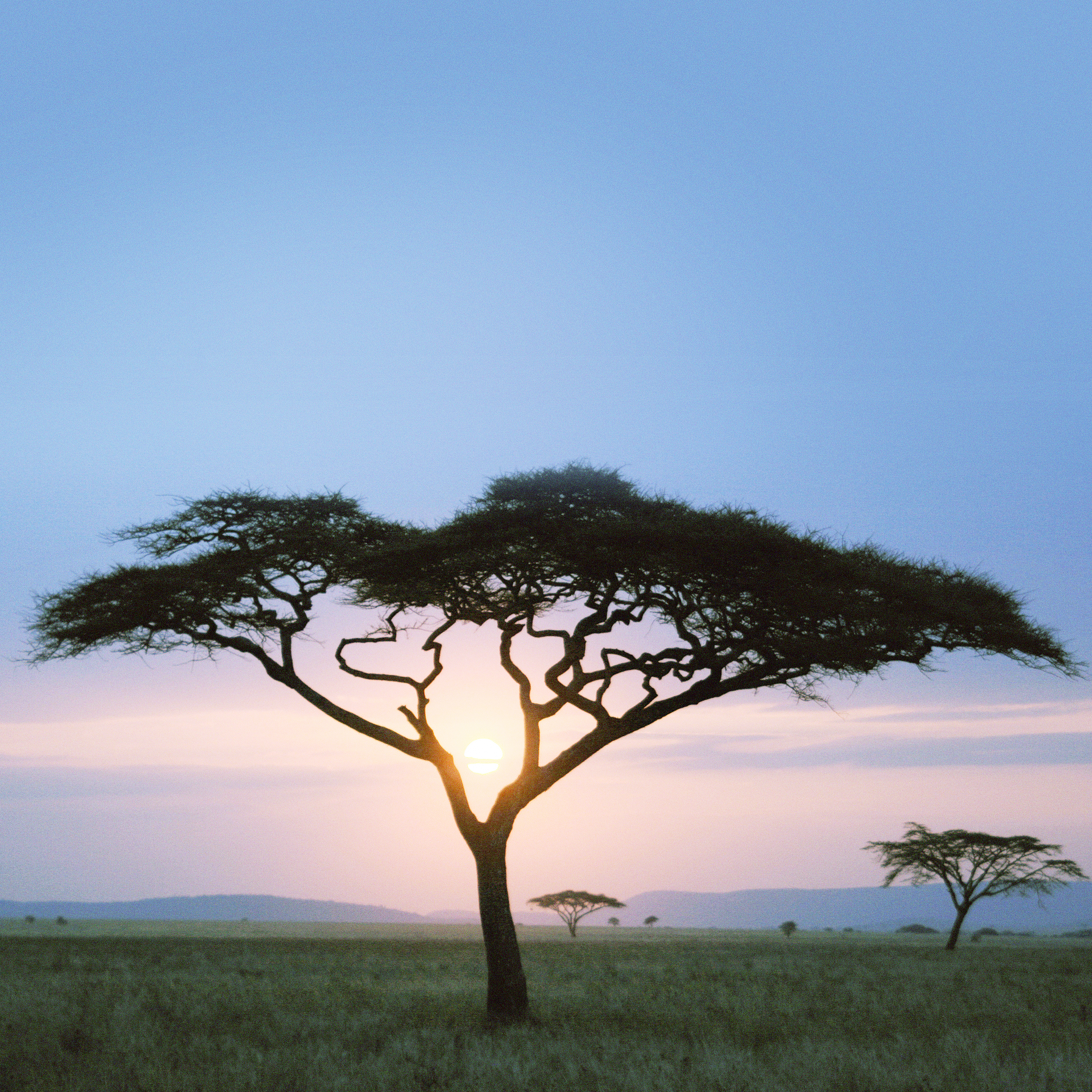 Android wallpaper. solo tree safari day africa sunrise