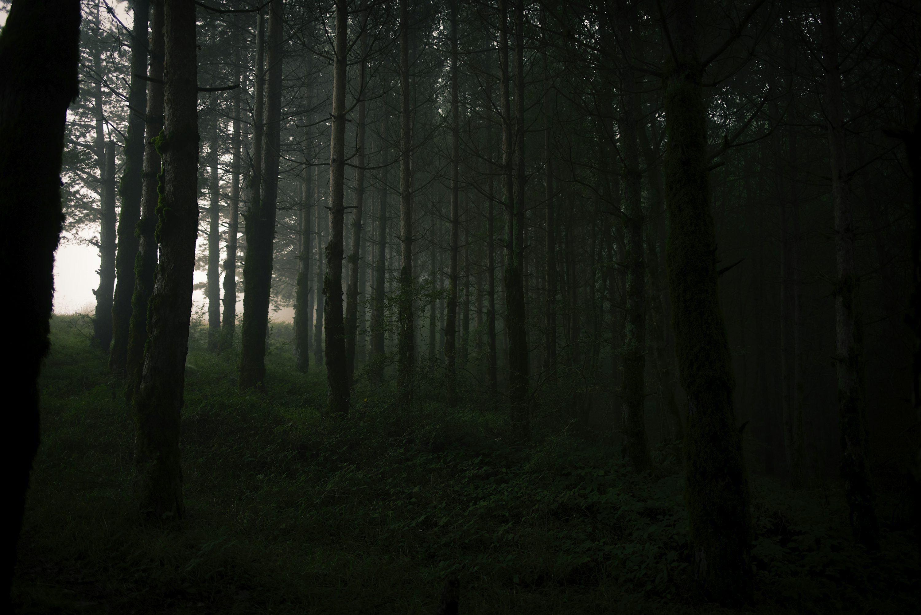 Dark Jungle Picture. Download Free Image