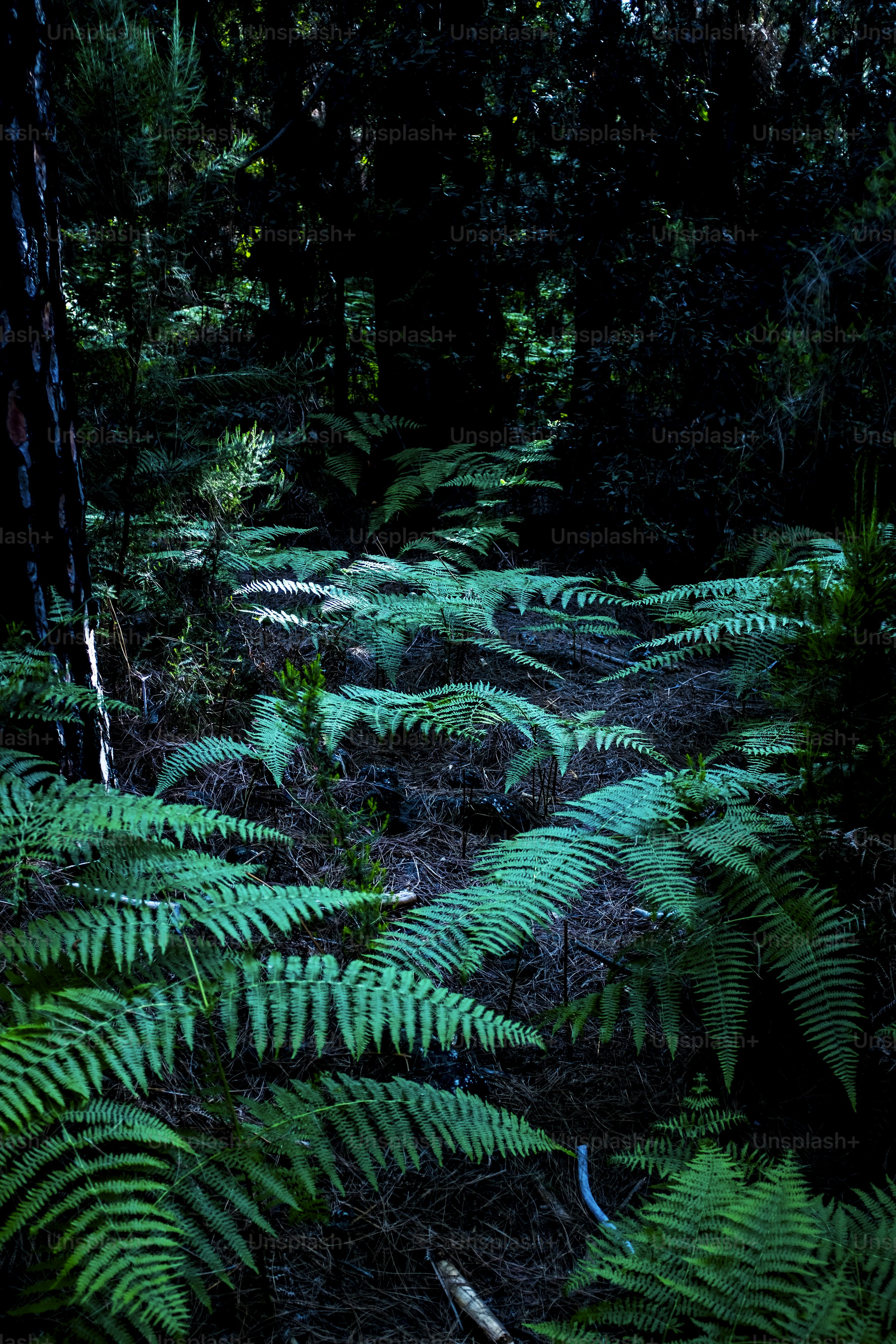 Dark Jungle Picture. Download Free Image