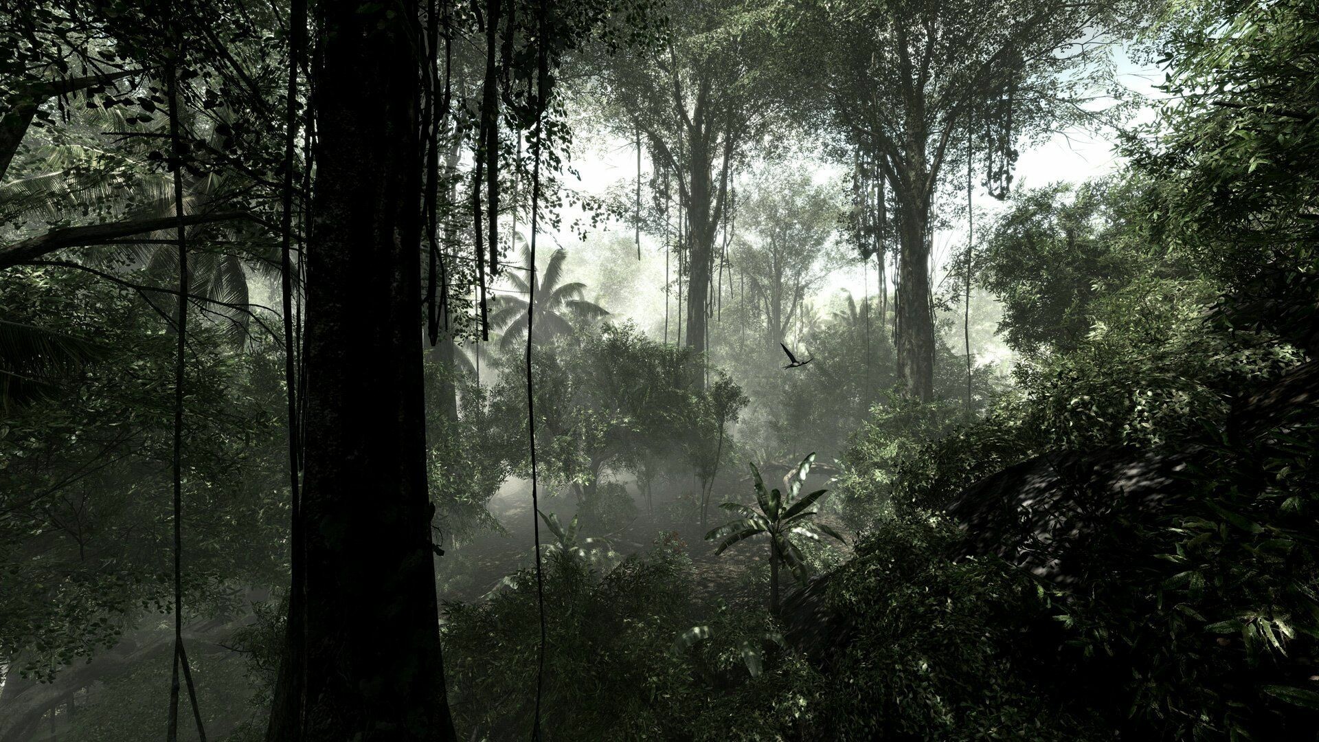 Rainforest Wallpaper