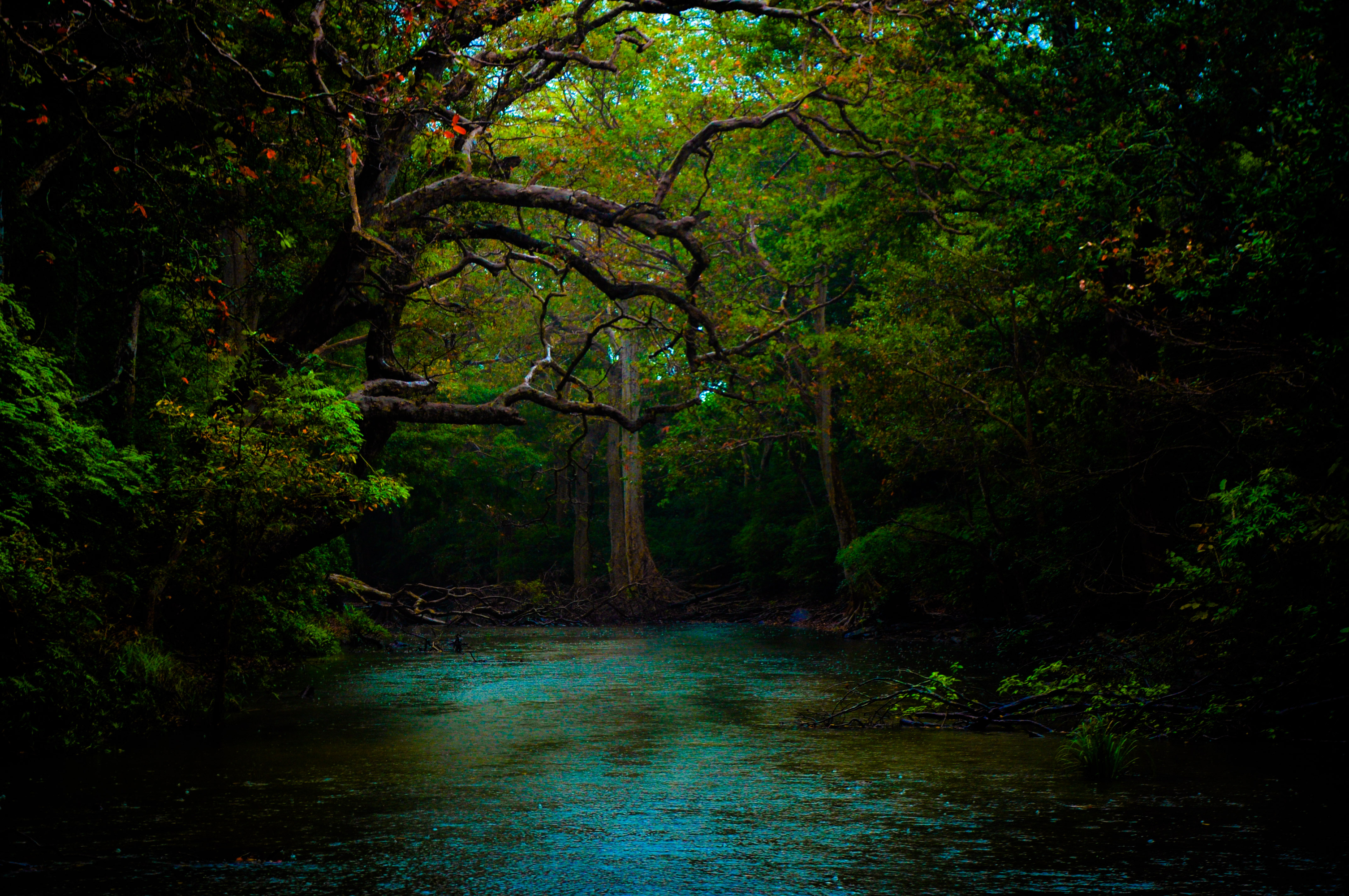 Serene River: A Tranquil HD Wallpaper of Forest Nature