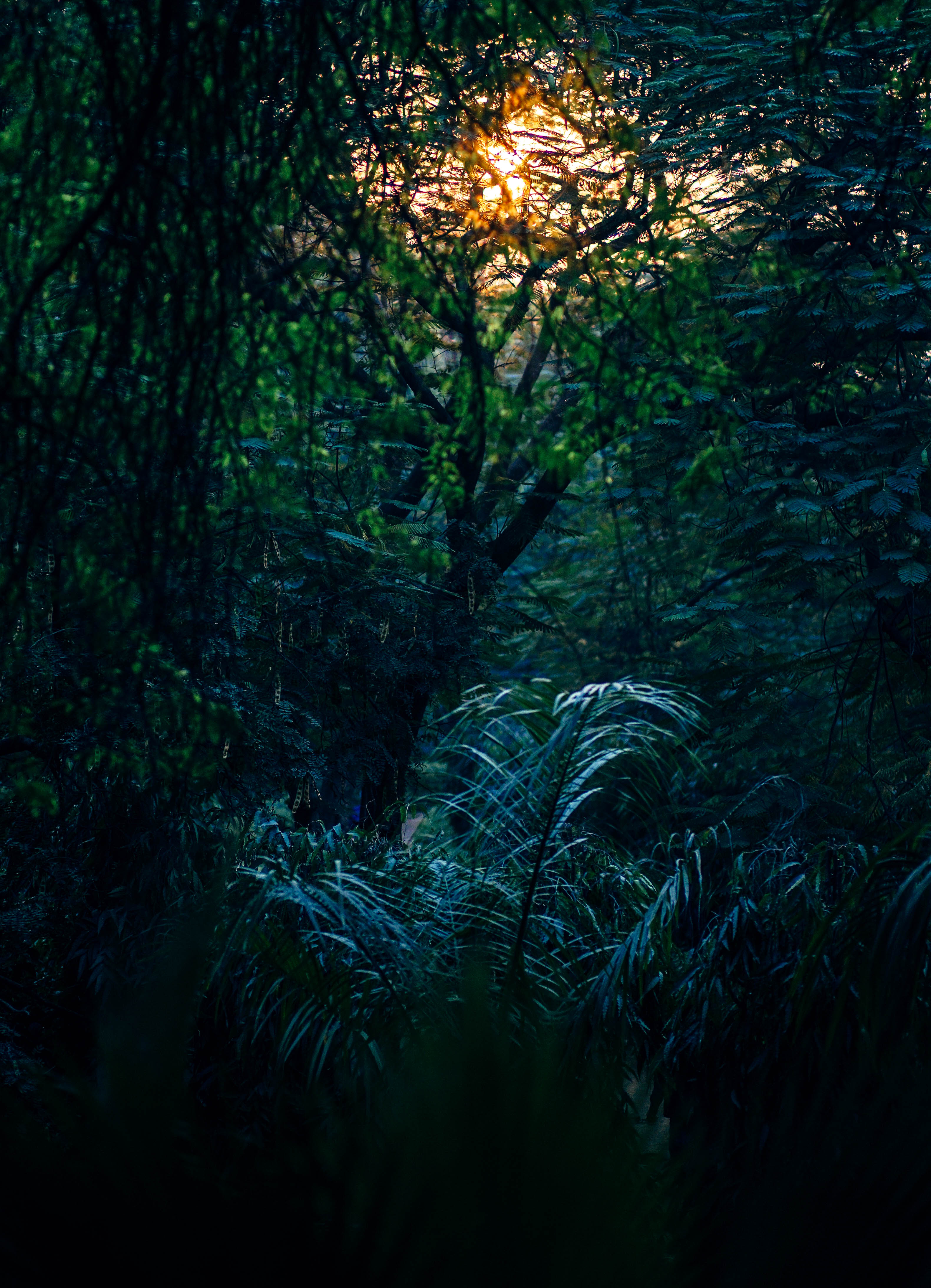 Free Image, landscape, tree, water, nature, forest, branch, light, abstract, plant, wood, sun, night, sunlight, texture, leaf, dawn, summer, dark, dusk, foliage, evening, green, jungle, palm, scenic, tropical, color, scenery, darkness