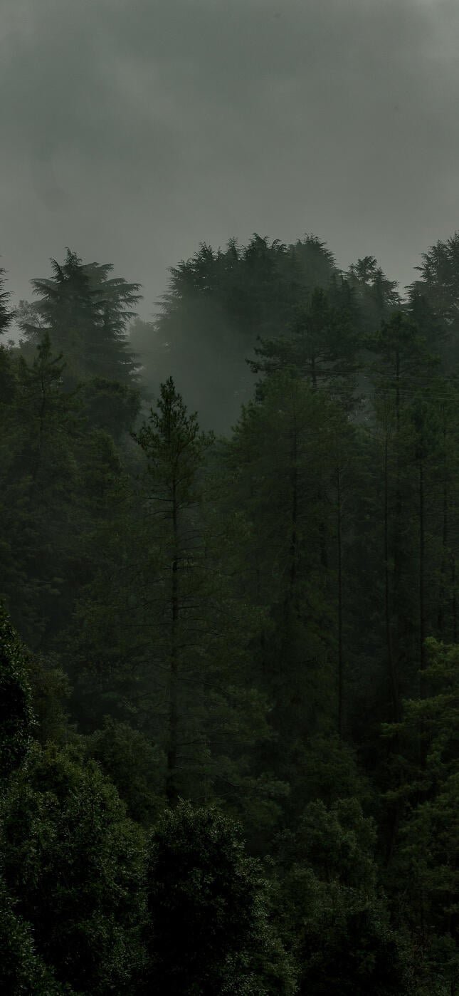 Forest HD 4k Phone Wallpaper