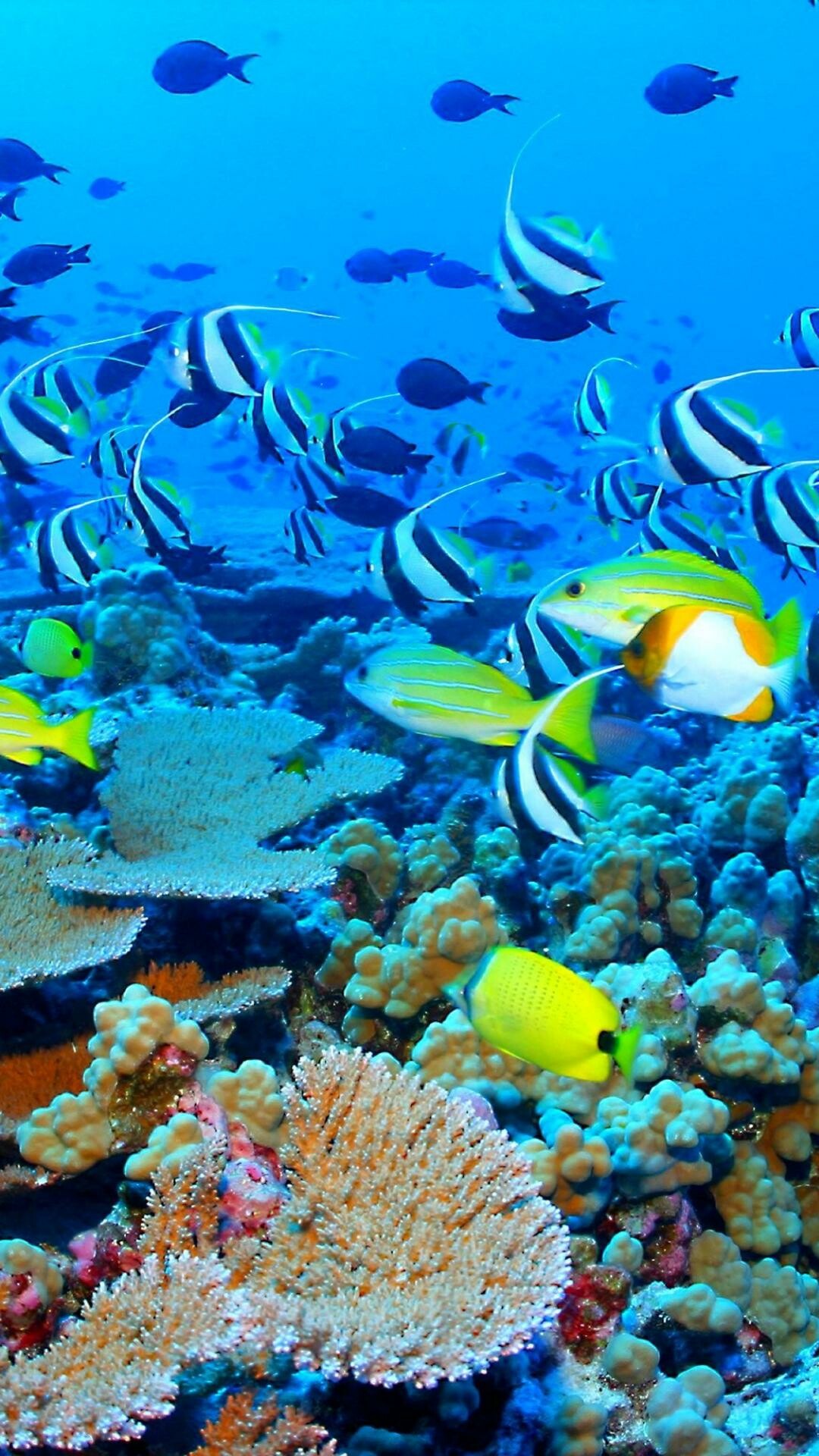 Great Barrier Reef Wallpaper
