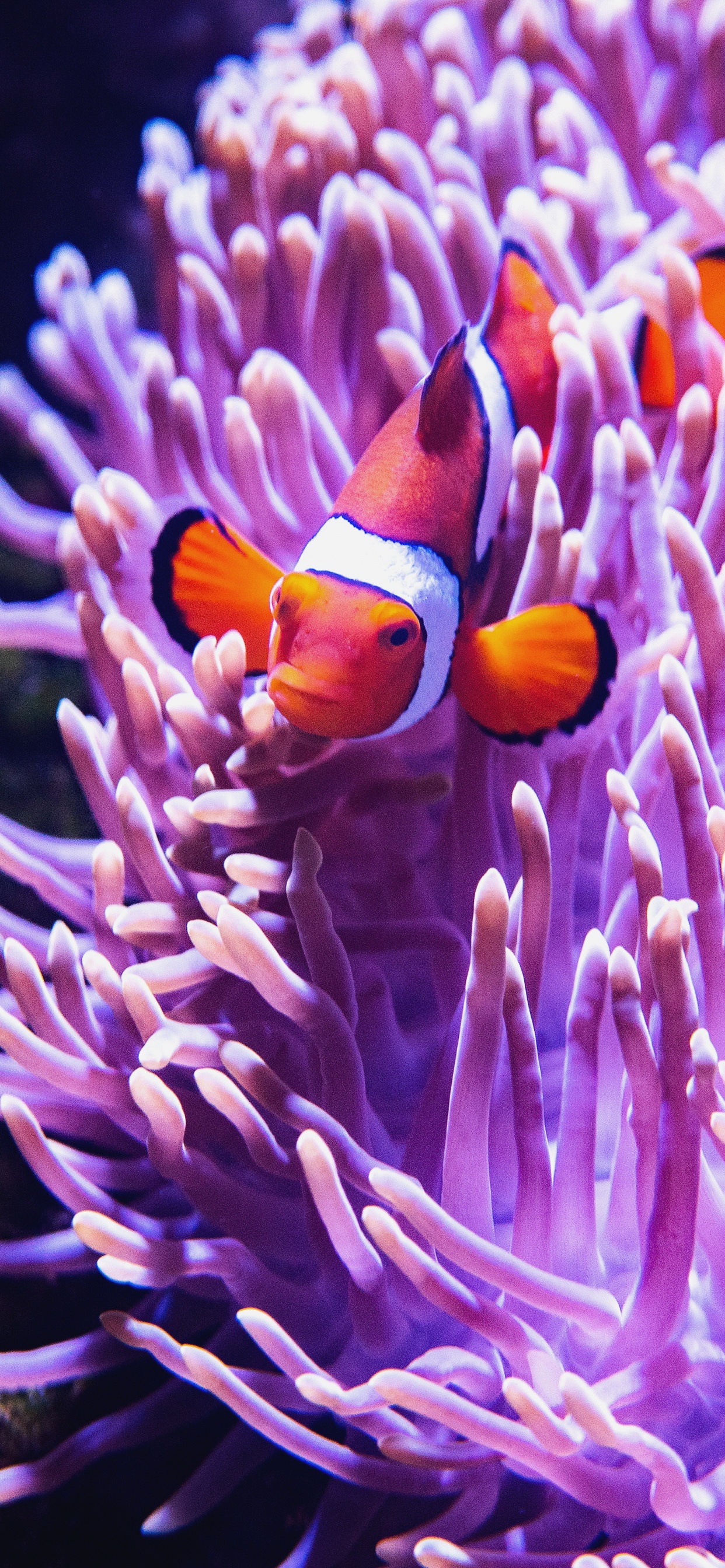 Coral Reef Wallpaper for IPhone XS Max [Super Retina HD]