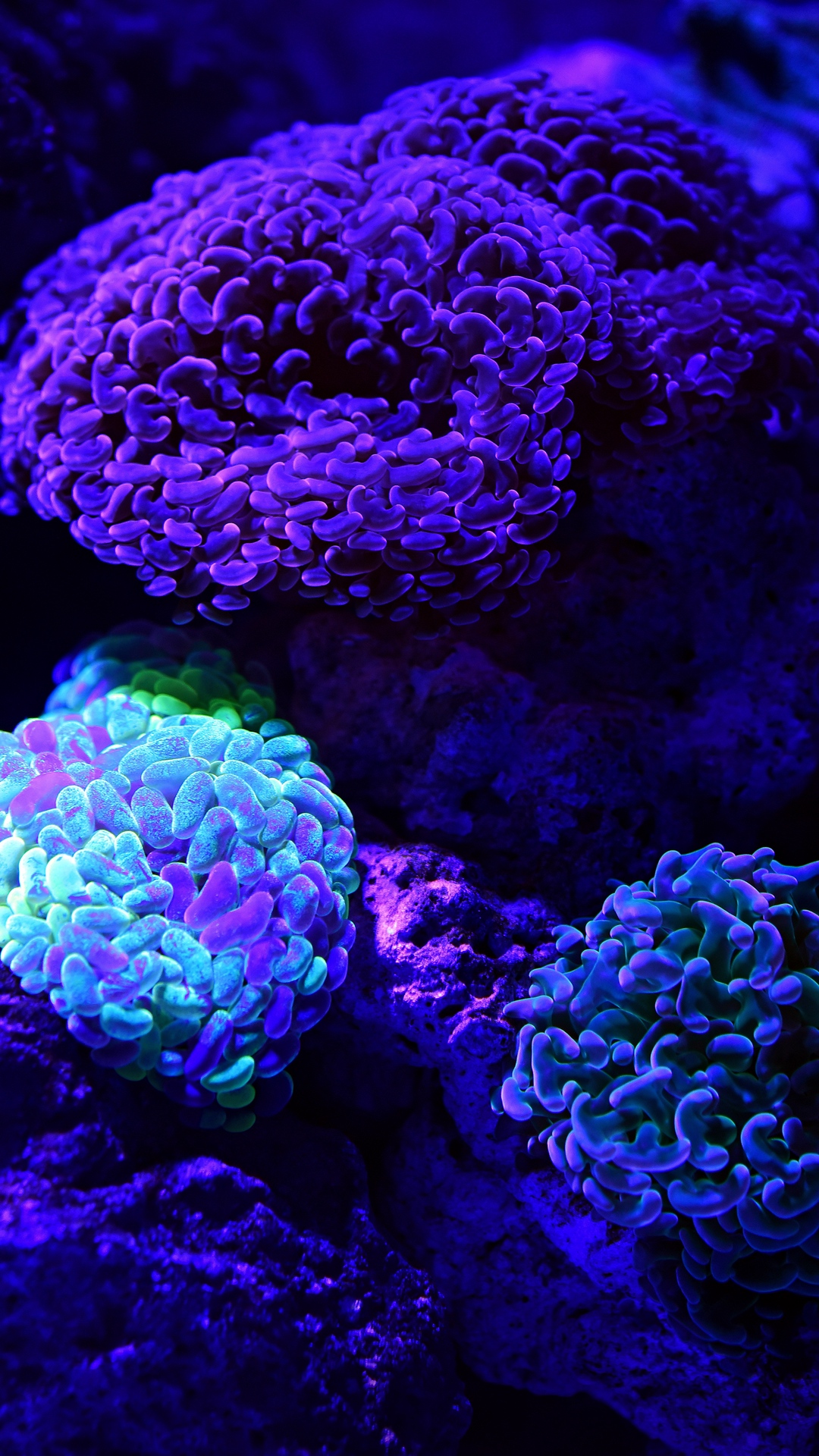 Coral Phone Wallpaper