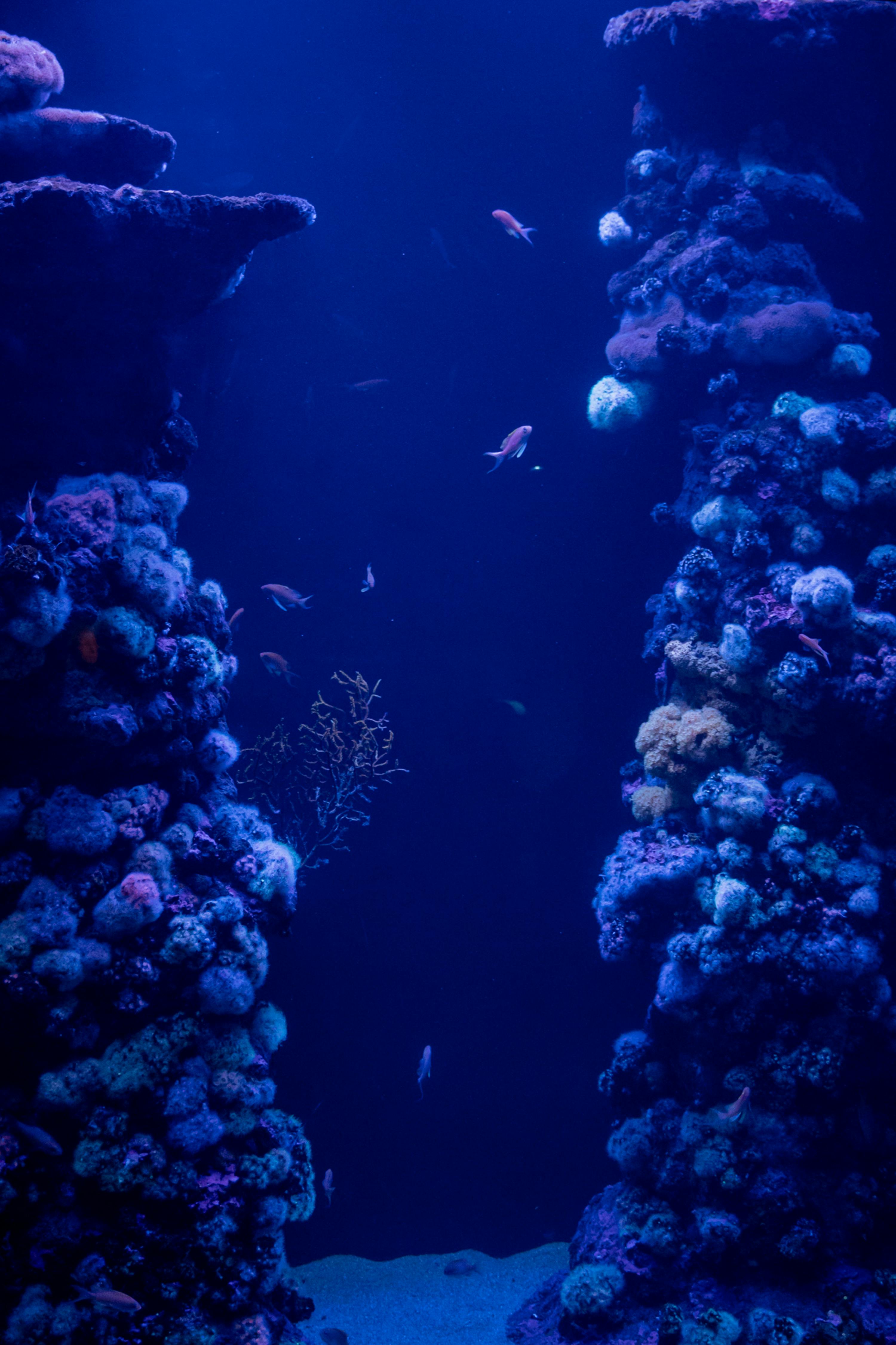 Fishes by Coral Reef · Free