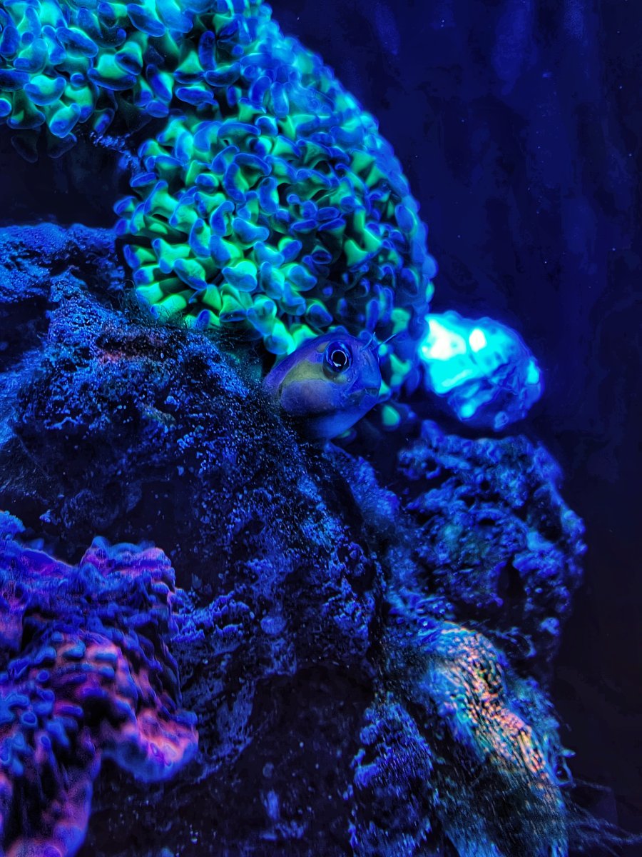 iPhone camera settings?