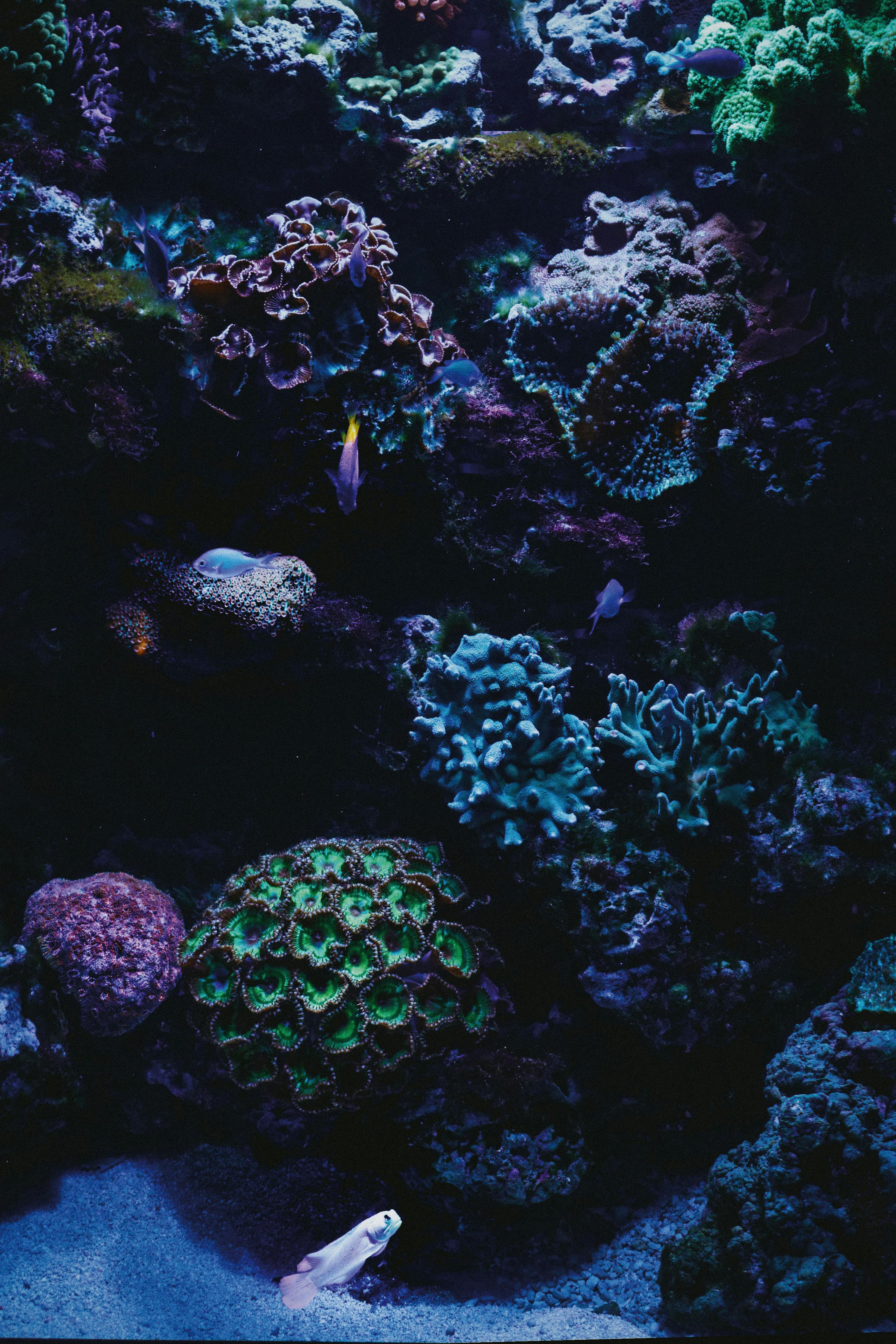 Coral Reefs Underwater In Close Up Photography · Free