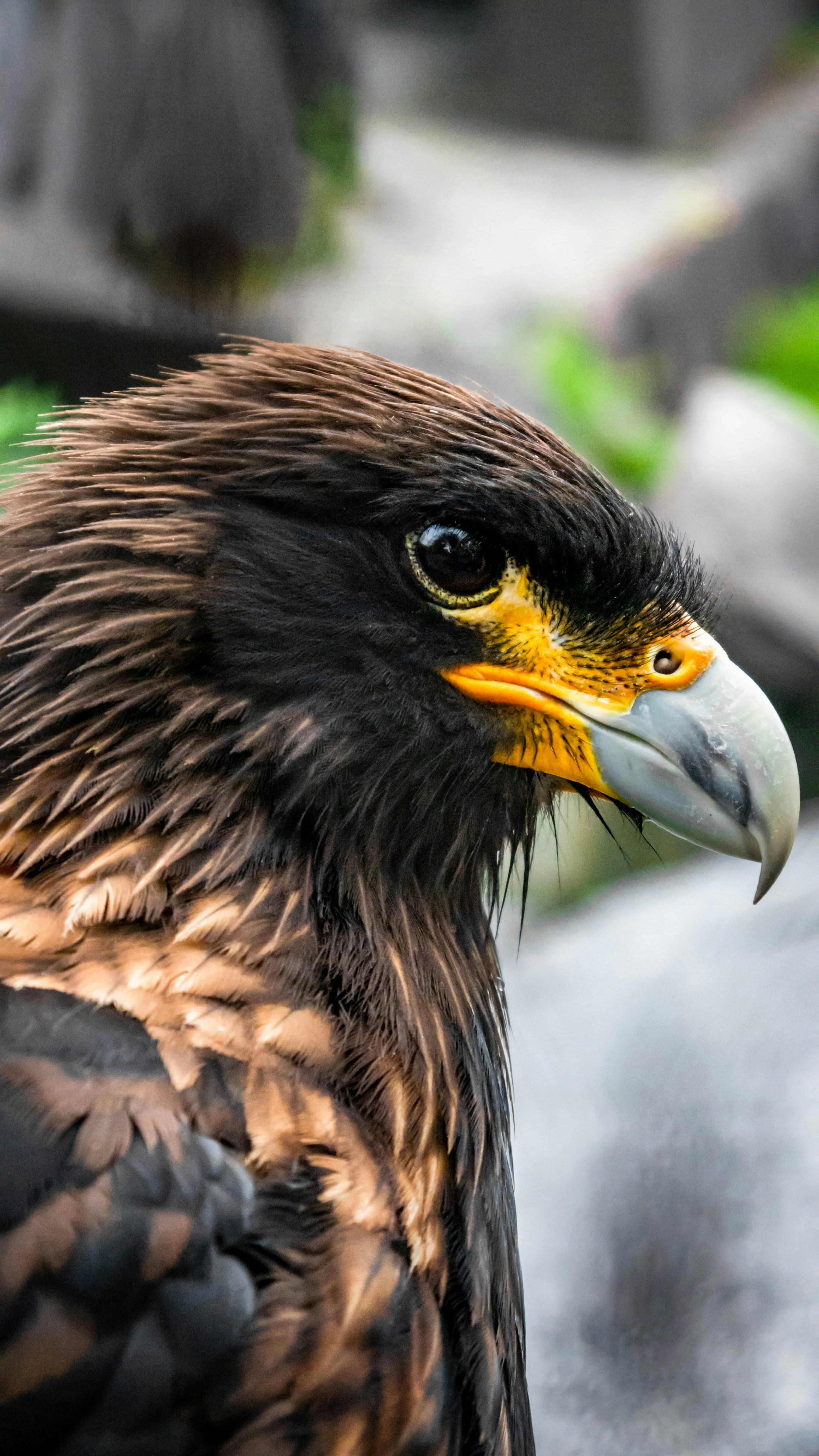 Golden Eagle Picture [HD]. Download Free Image